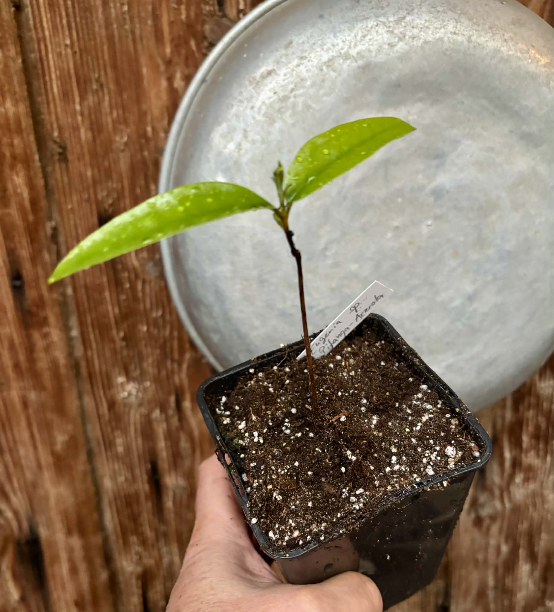 Eugenia sp Pitanga-Acerola - 1 potted seedling / 1 getopfter Sämling