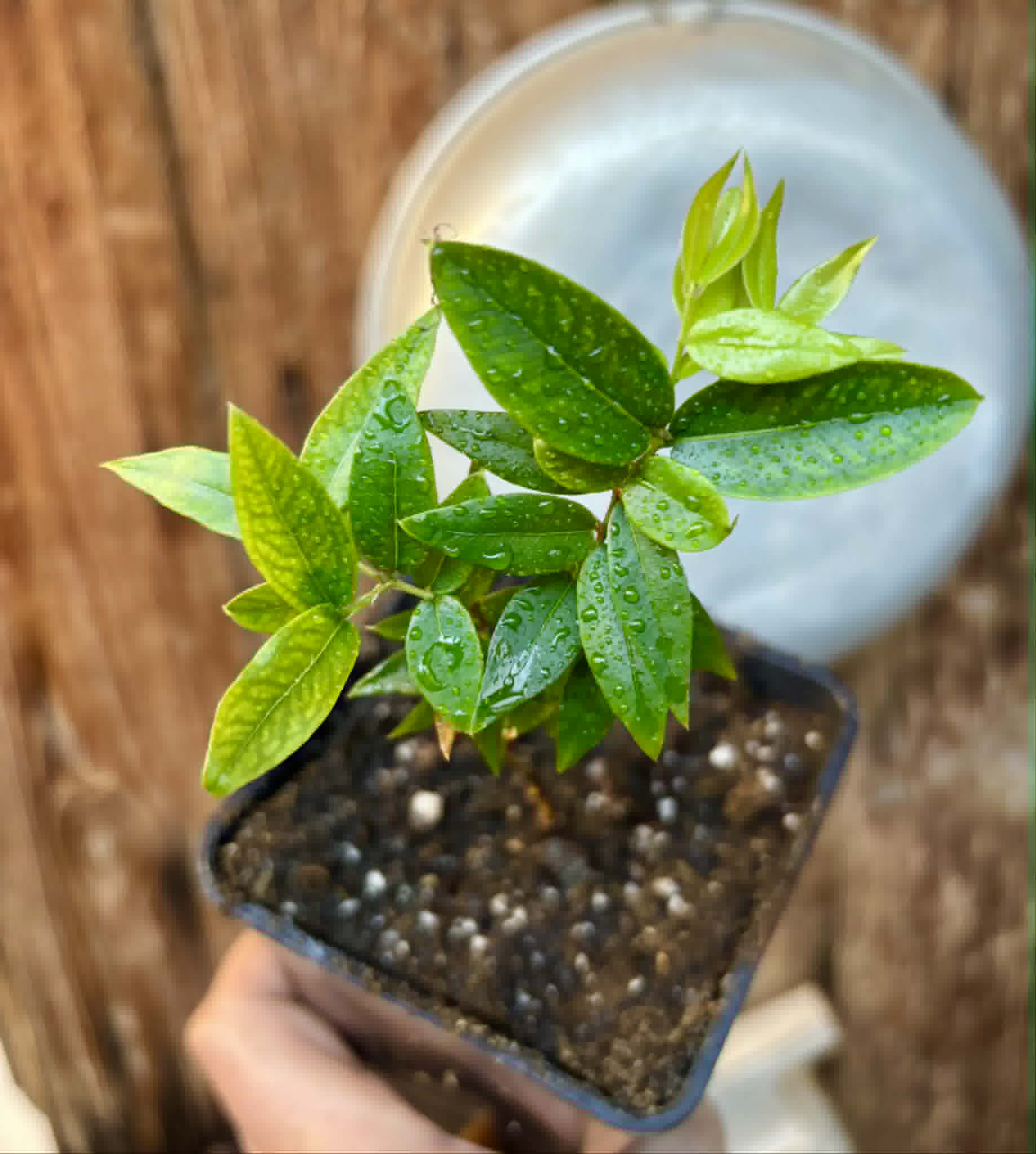 Jaboticaba - Plinia sp Esarme -  1 potted seedling / 1 getopfter Sämling