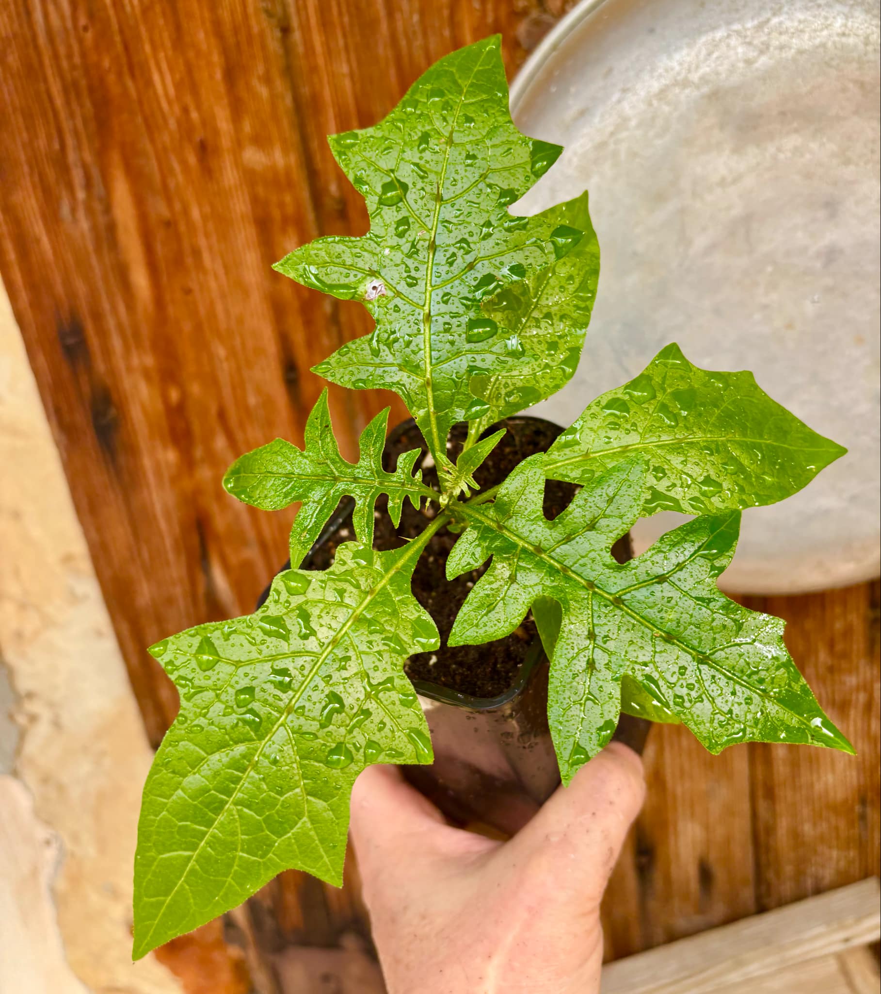 Solanum schizandrum - 1 small, potted seedling / 1 kleiner, getopfter Sämling