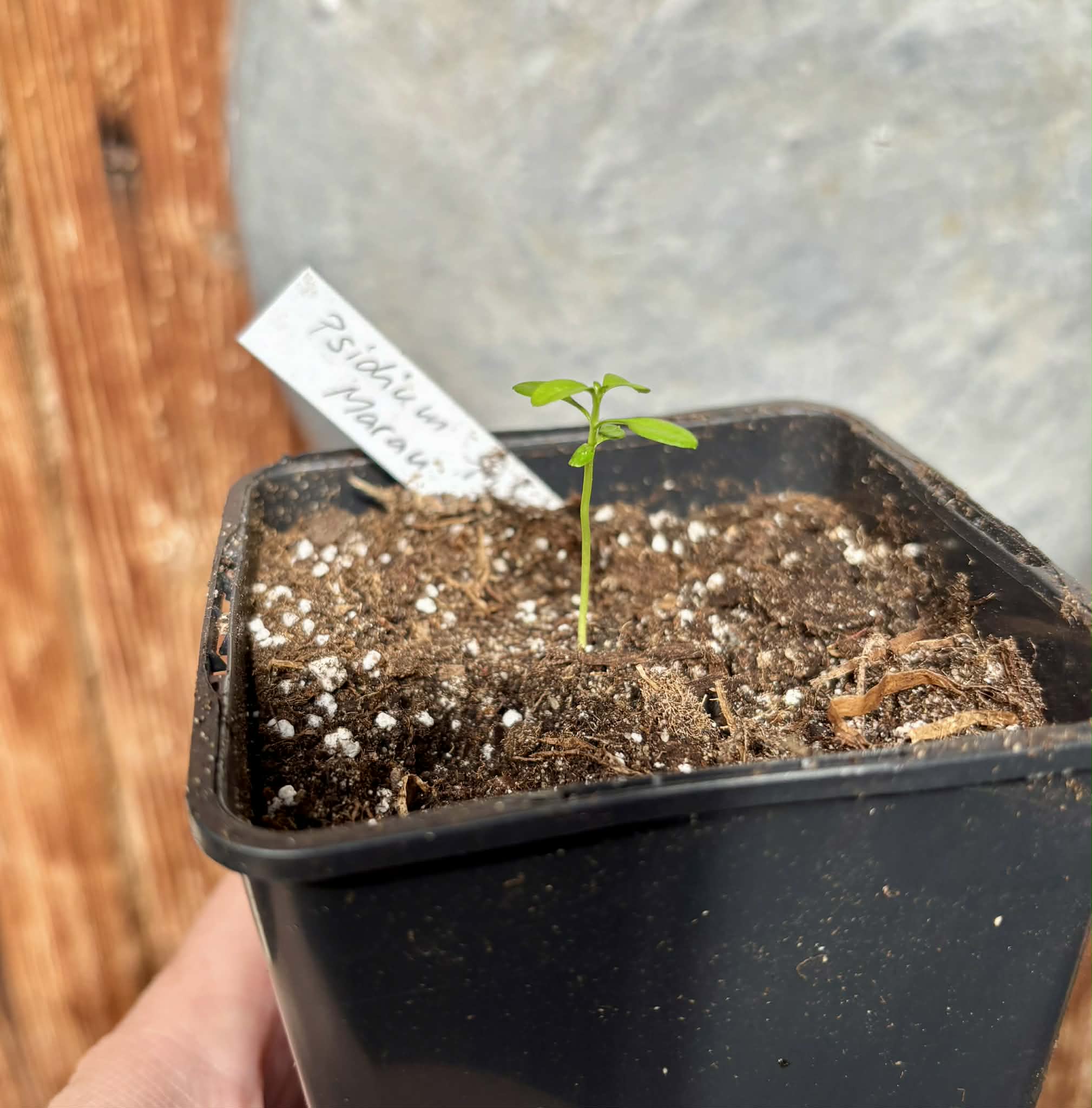 Psidium sp Marau - 1 potted seedling / 1 getopfter Sämling