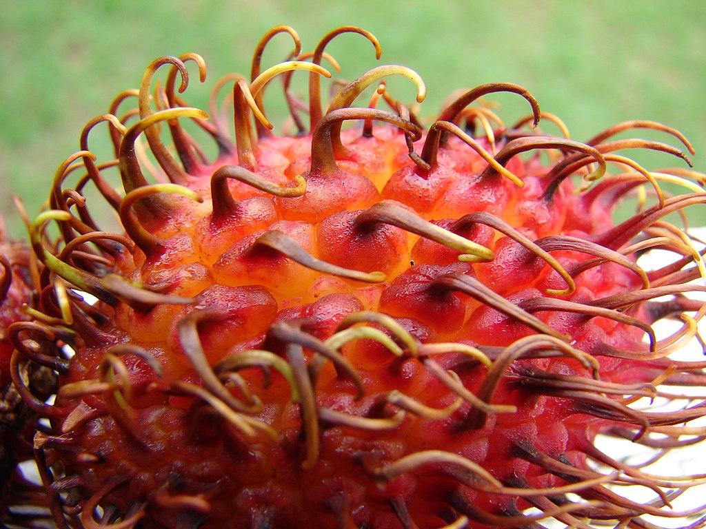 Nephelium lappaceum - Rambutan - 1 small potted seedling / 1 kleiner, getopfter Sämling