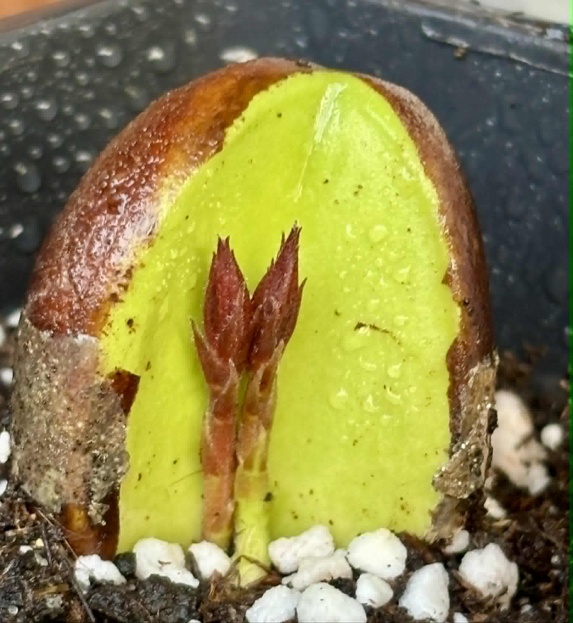 2 shots - Plinia longiacuminata RED  -  1 potted seedling / 1 getopfter Sämling