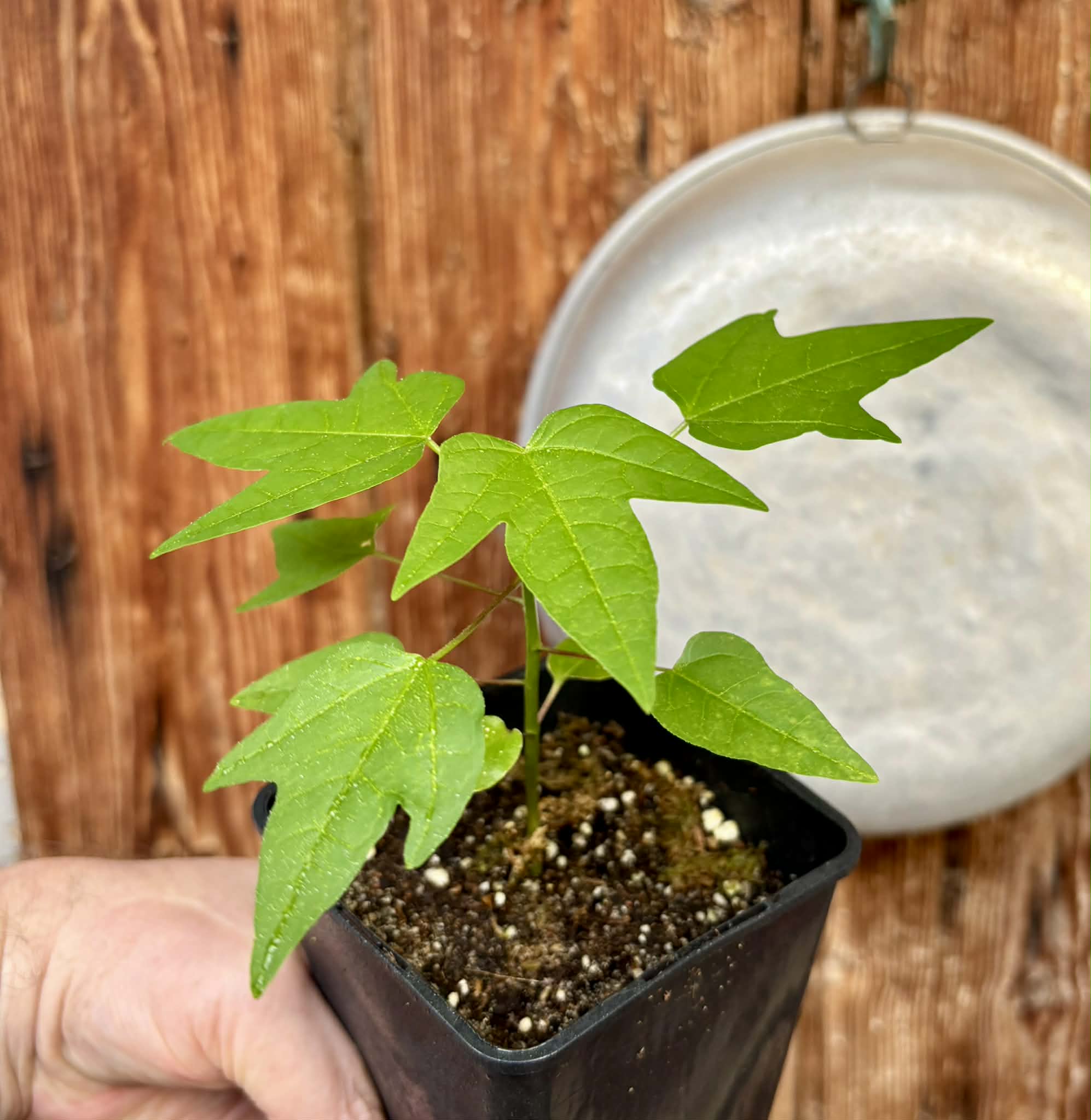 Dwarf Yellow Krabi Papaya (Carica papaya) - 1 potted plant / 1 getopfte Pflanze