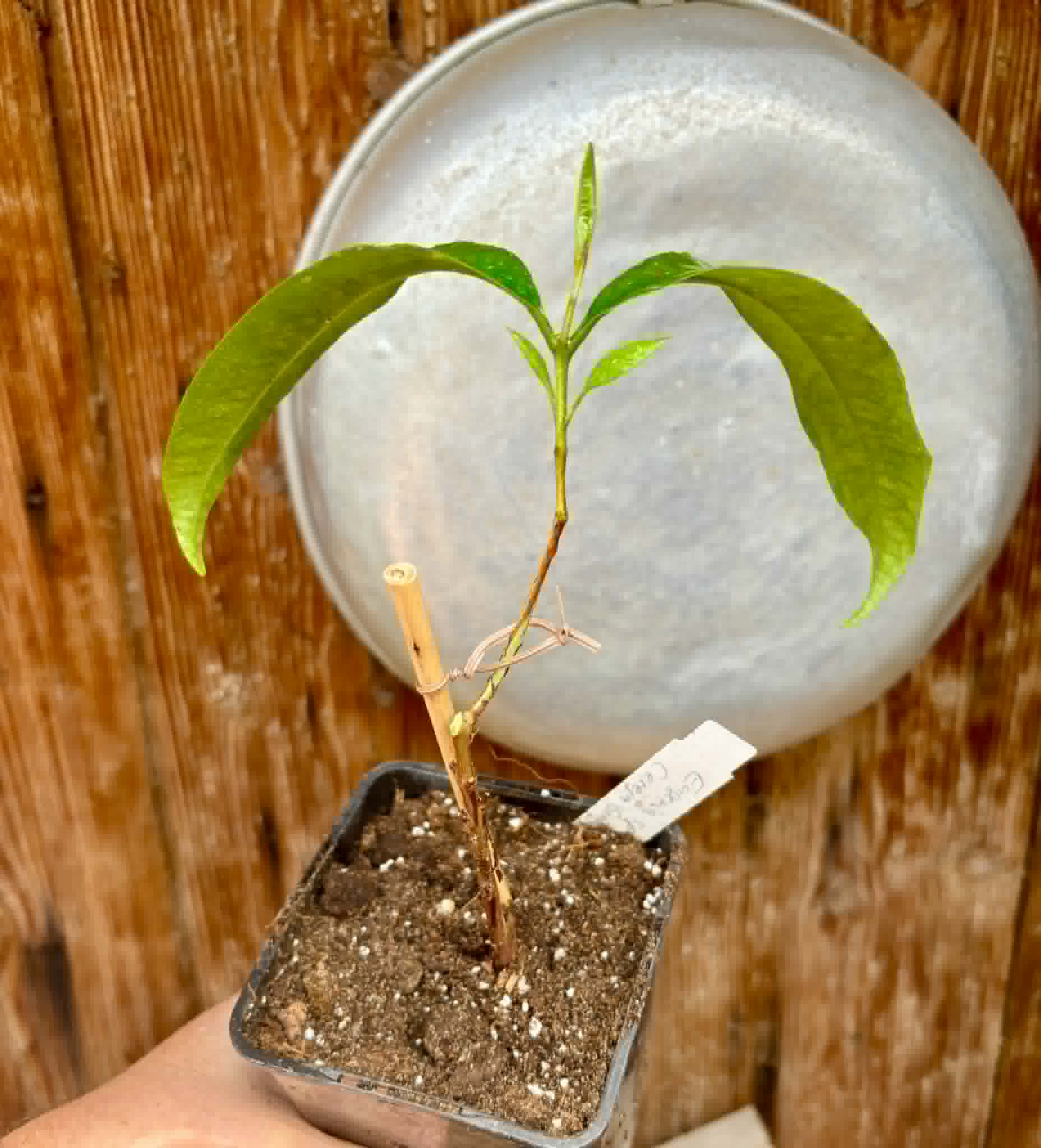last plant - Eugenia sp Cereja Grande da Bahia - 1 potted plant / 1 getopfte Pflanze