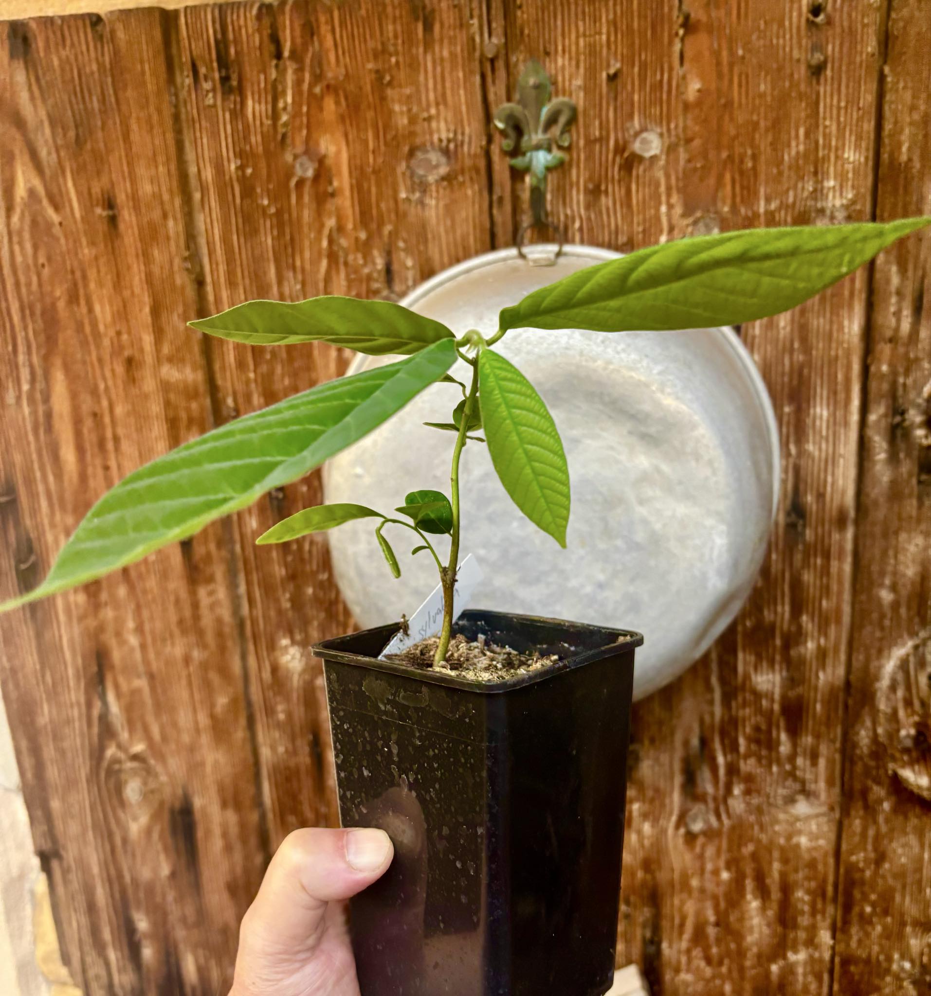 Annona sylvatica - 1 potted plant / 1 getopfte Pflanze