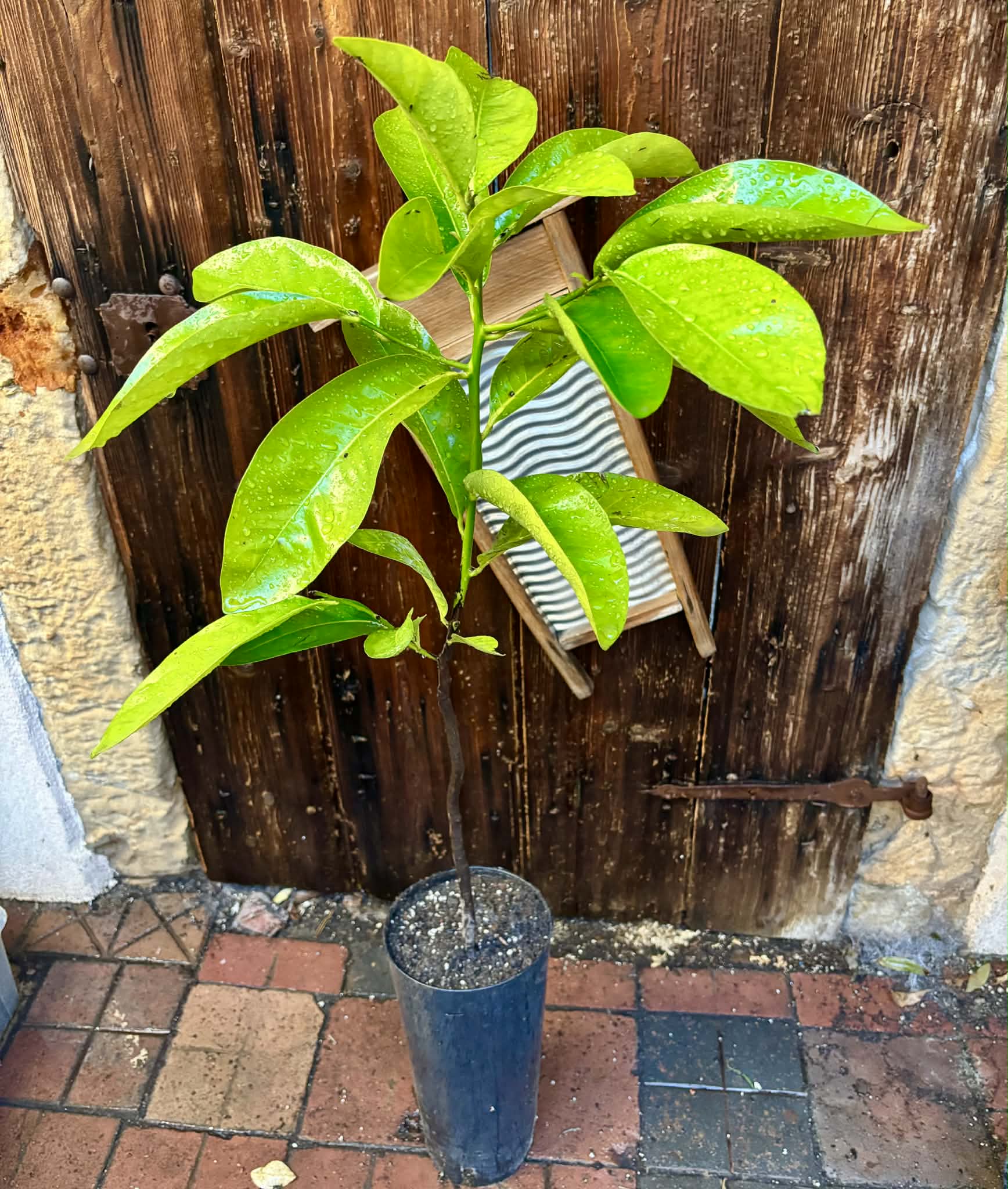 4 years old - Diospyros nigra - Black Sapote Nr.1 - 1 potted plant / 1 getopfte Pflanze