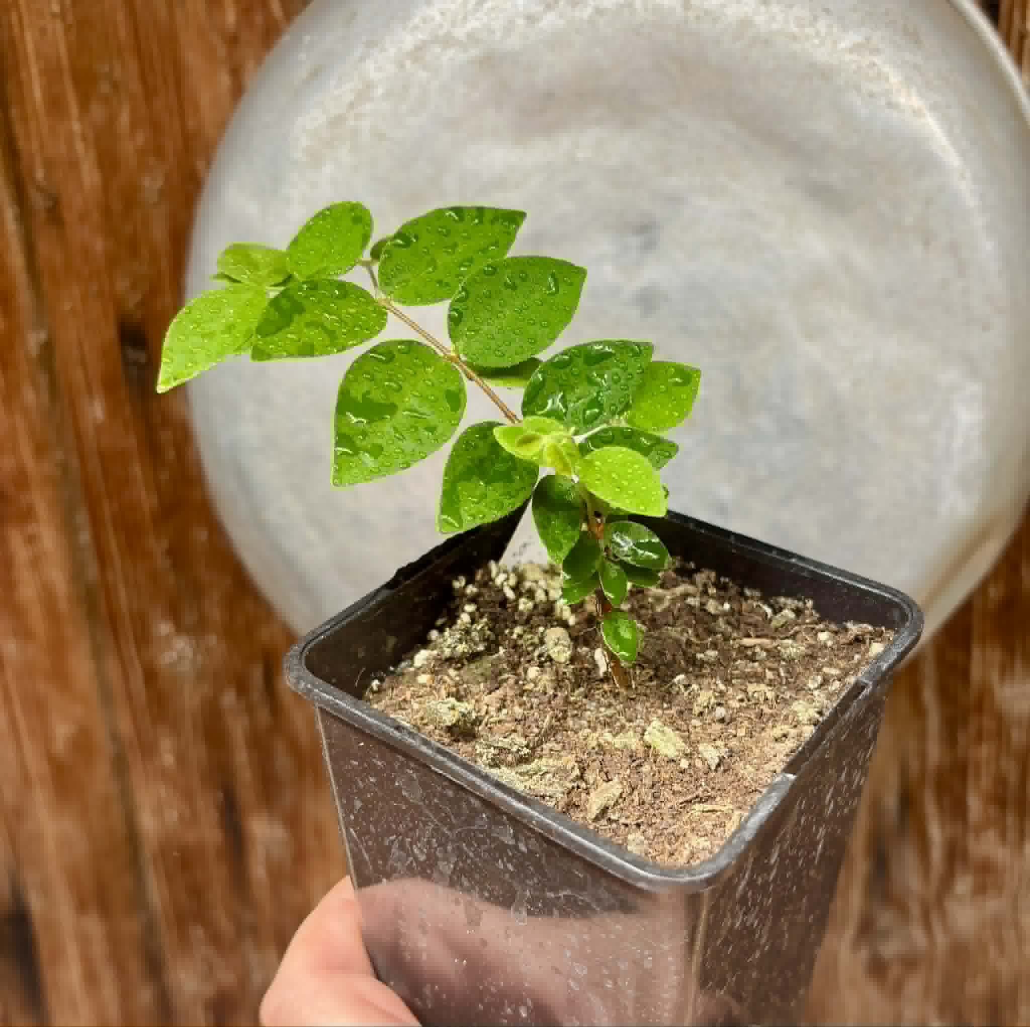 Eugenia hirta - 1 potted seedling/ 1 getopfter Sämling