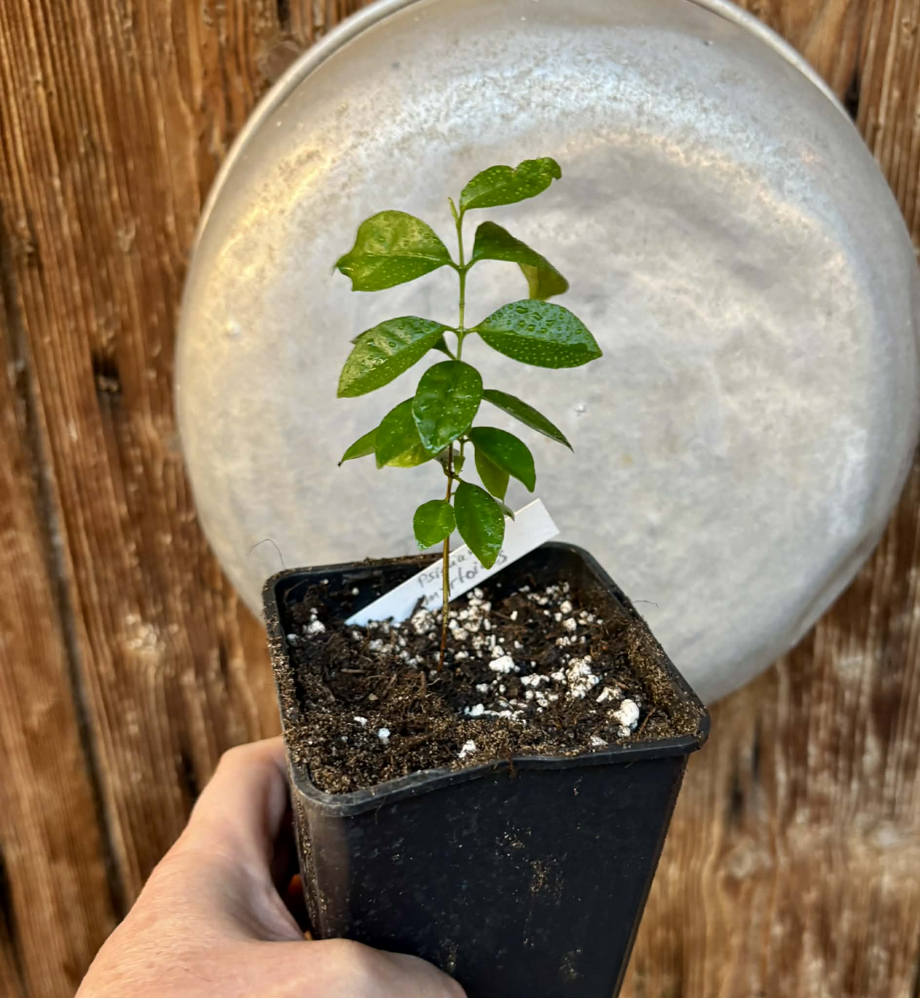Purple Forest Guave - Psidium myrtoides  - 1 potted seedling / 1 getopfter Sämling