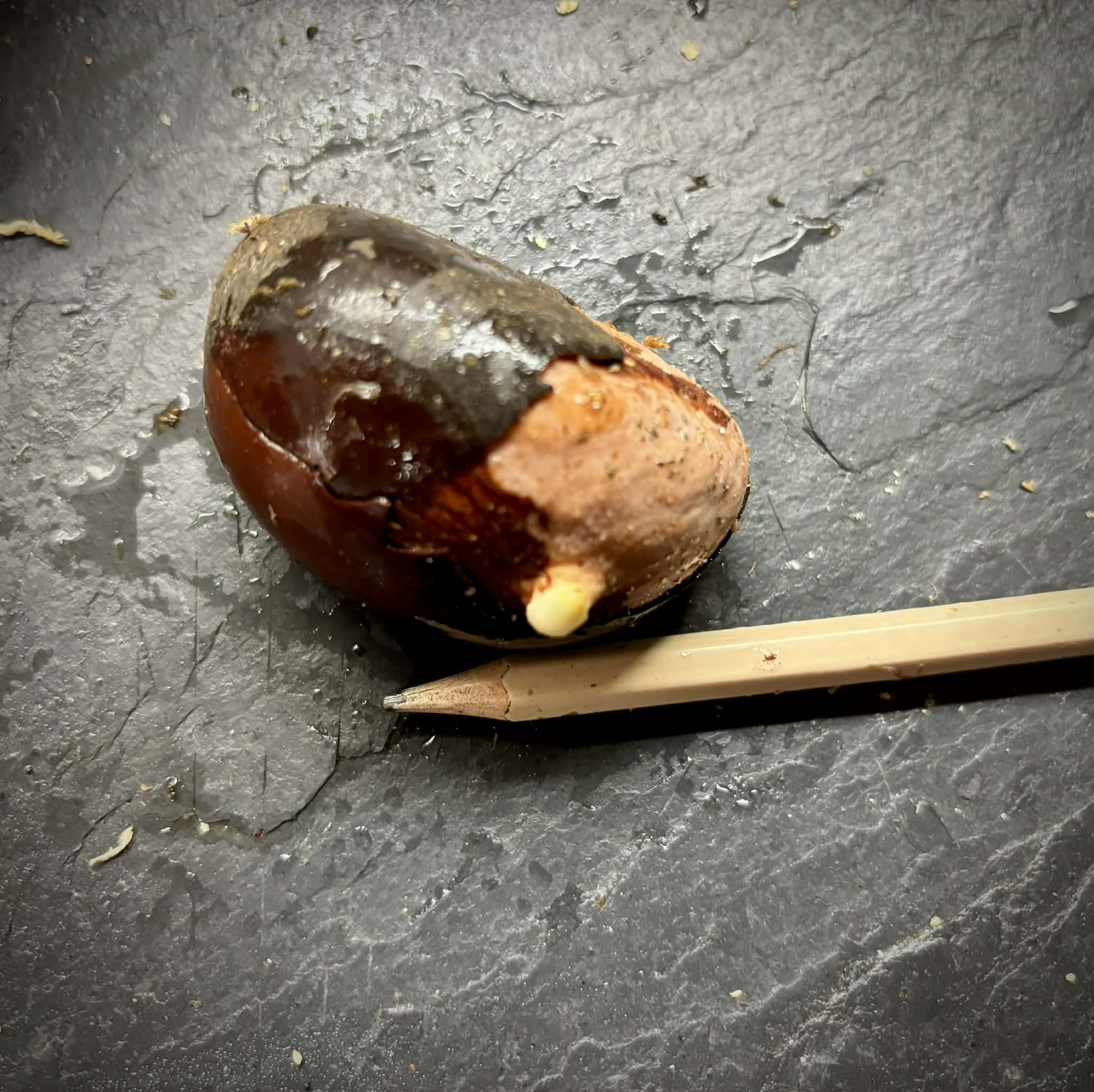 Pouteria aff. macrocarpa - 1 germinated seed / 1 gekeimter Samen
