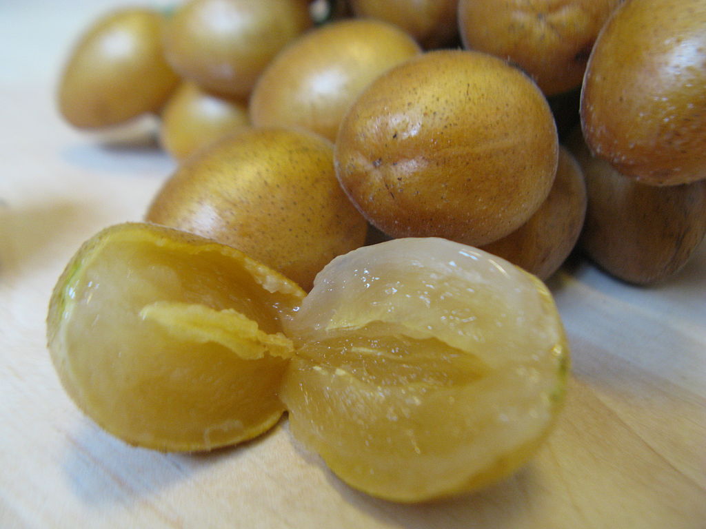 Wampee (Clausena lansium) - 1 germinated seed / 1 gekeimter Samen