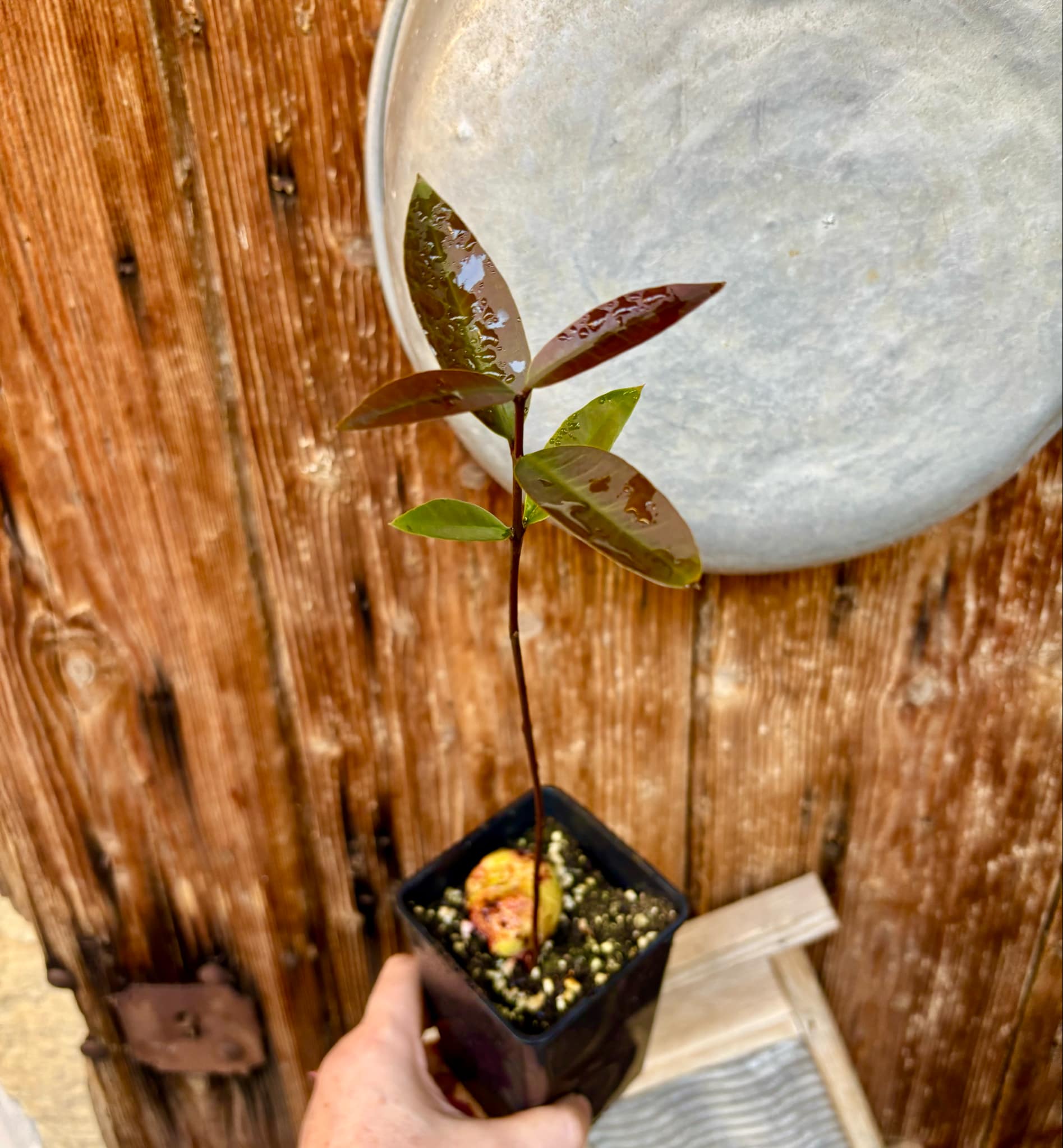 Eugenia sp BIG Maca-  1 small potted seedling / 1 kleiner, getopfter Sämling