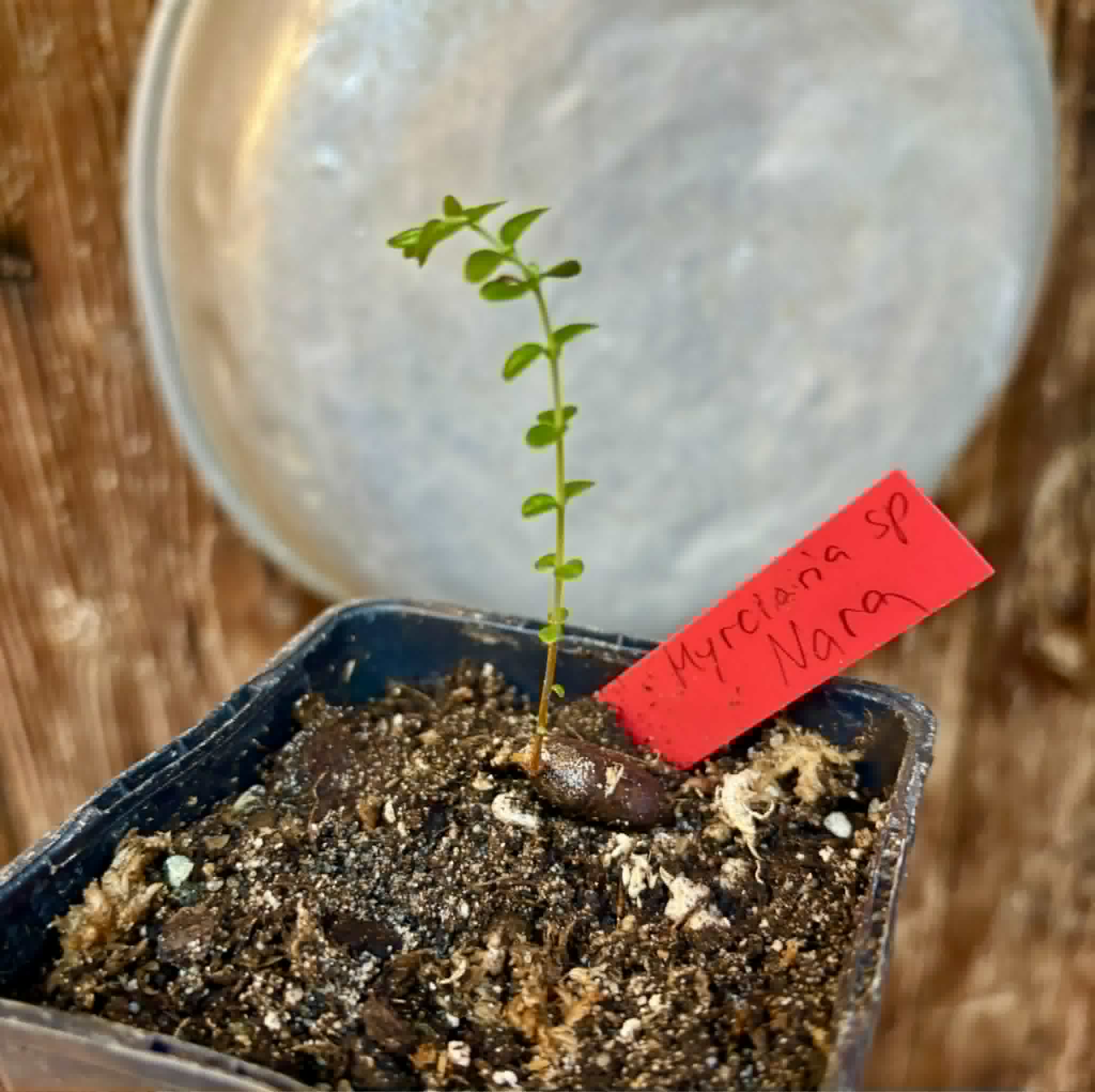 Myrciaria sp Nara -  1 potted seedling / 1 getopfter Sämling