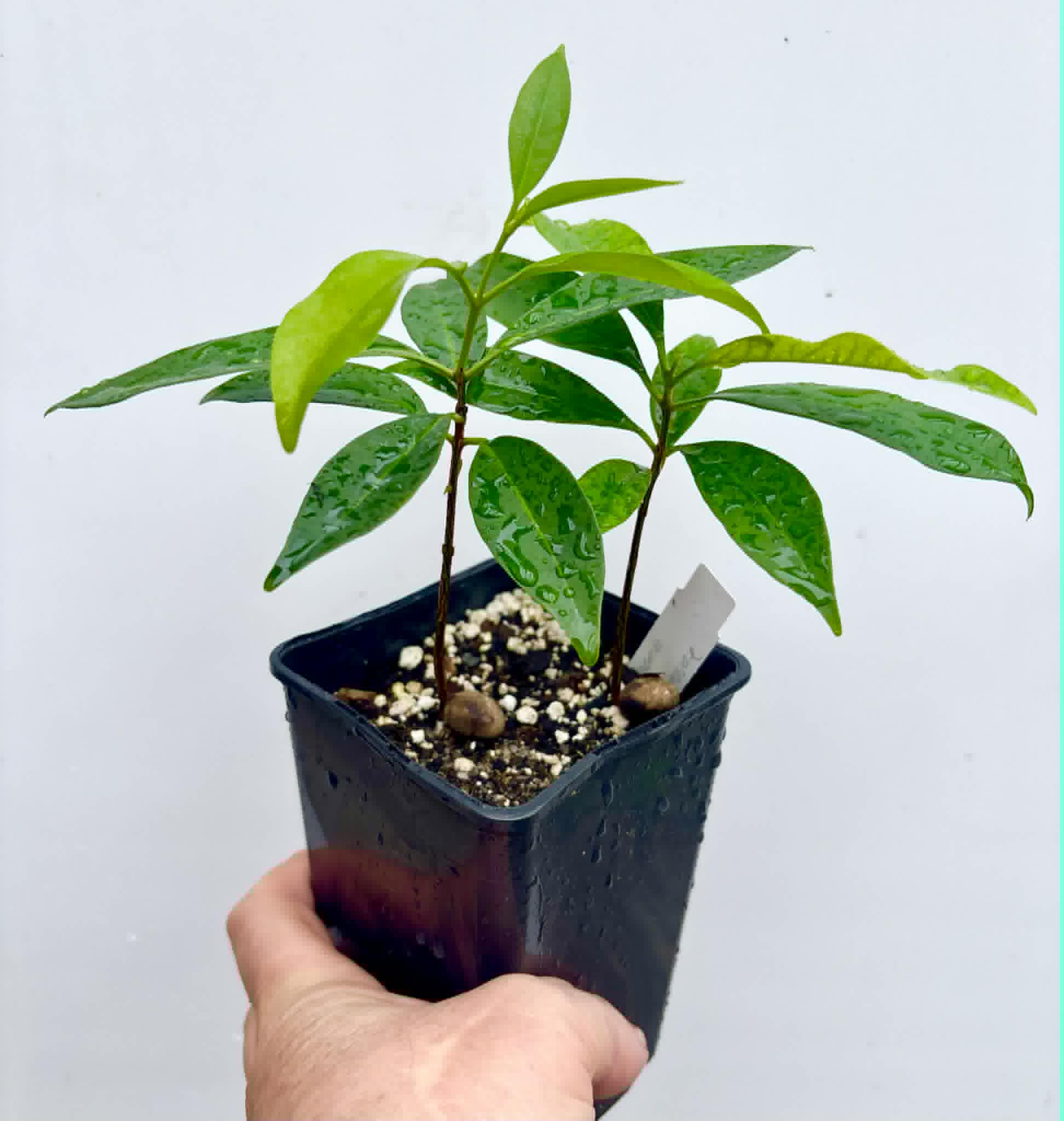 2 in 1 pot - Grumixama-açu (Eugenia villae-novae) - 2 seedlings in one pot / 2 Sämlinge in einem Topf