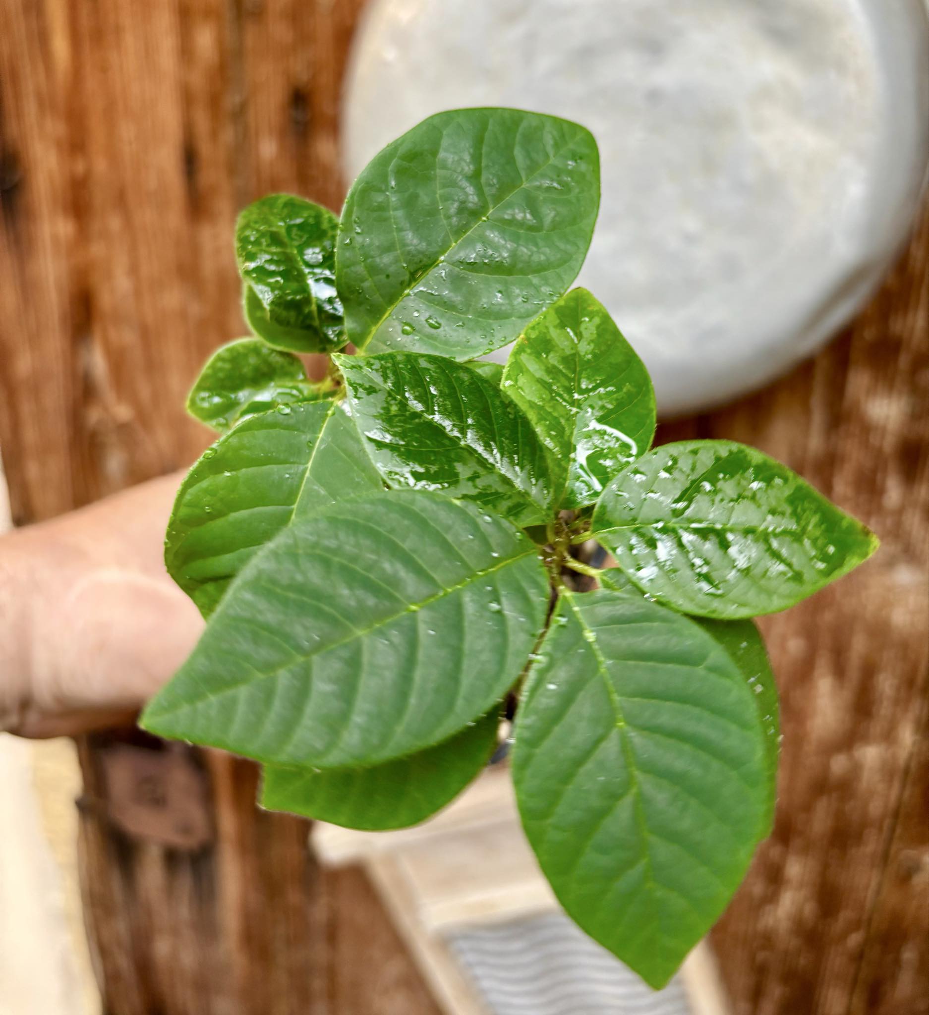 2 in 1 pot - Cherimoya var. Fino de Jete (Annona cherimola) - 1 potted plant / 1 getopfte Pflanze