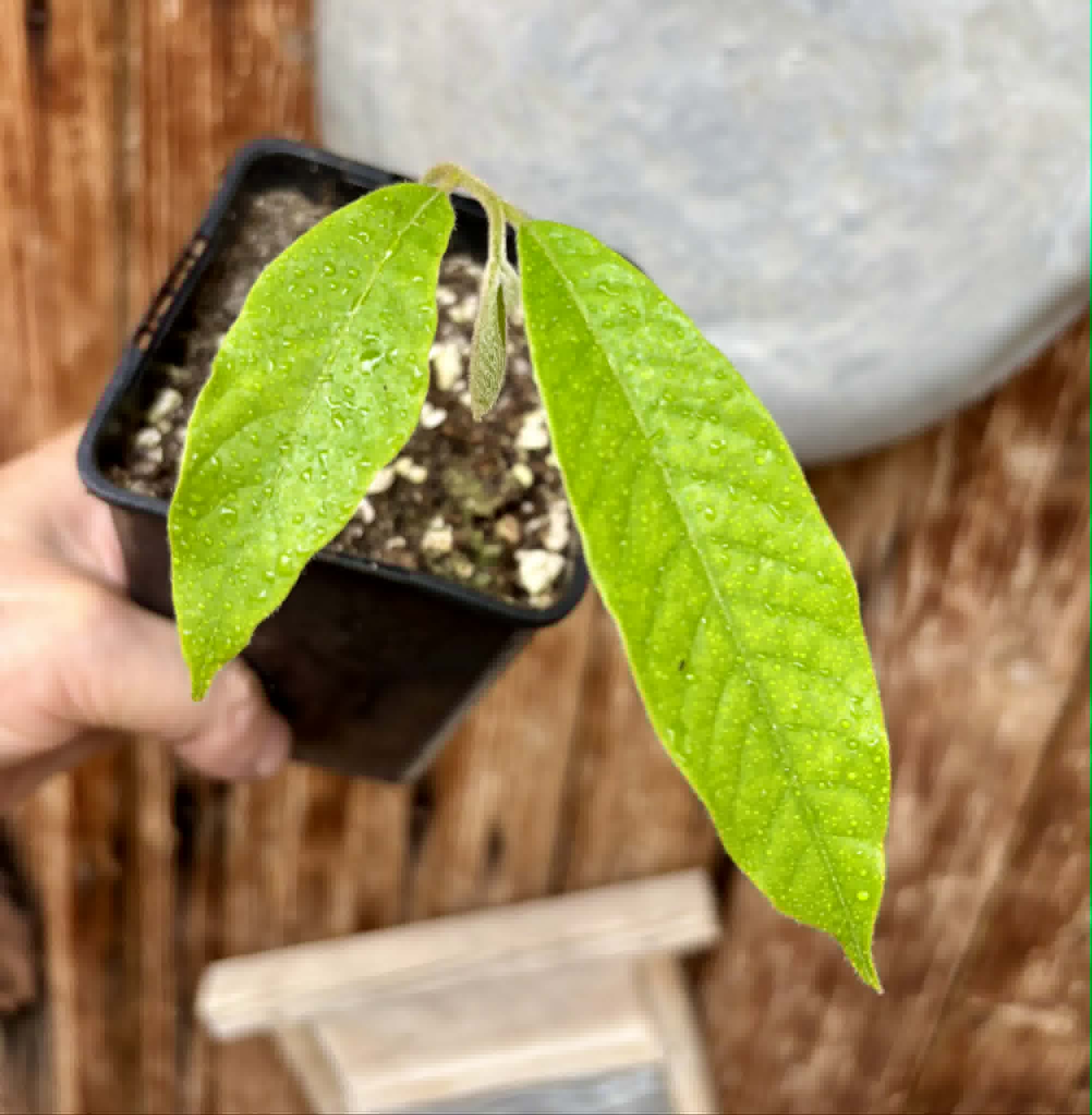 Civet Banana (Uvaria grandiflora) -  1 potted seedling / 1 getopfter Sämling