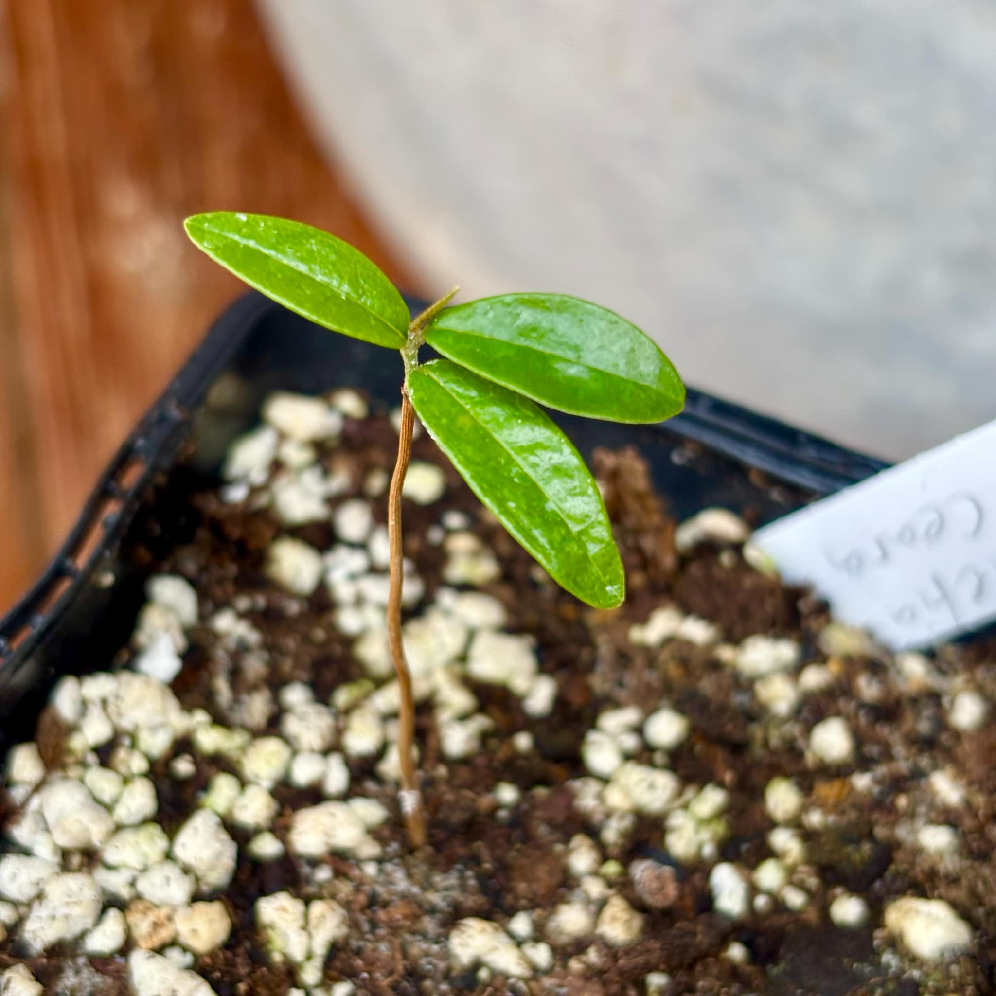 Duguetia sp Ceara - 1 small potted seedling / 1 kleiner, getopfter Sämling Duguetia sp Ceara - 1 small potted seedling / 1 kleiner, getopfter Sämling