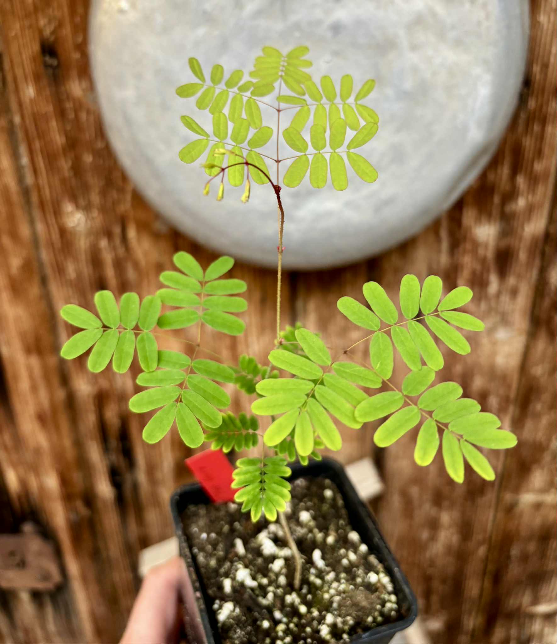 Pau ferro - Rosewood - Machaerium scleroxylon -  1 small potted seedling / 1 kleiner, getopfter Sämling