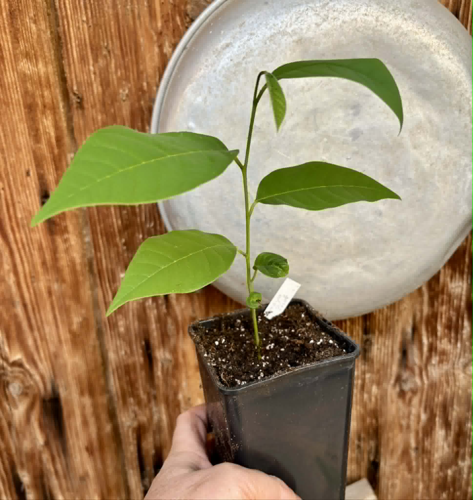 Atemoya Thompson - 1 potted plant / 1 getopfte Pflanze