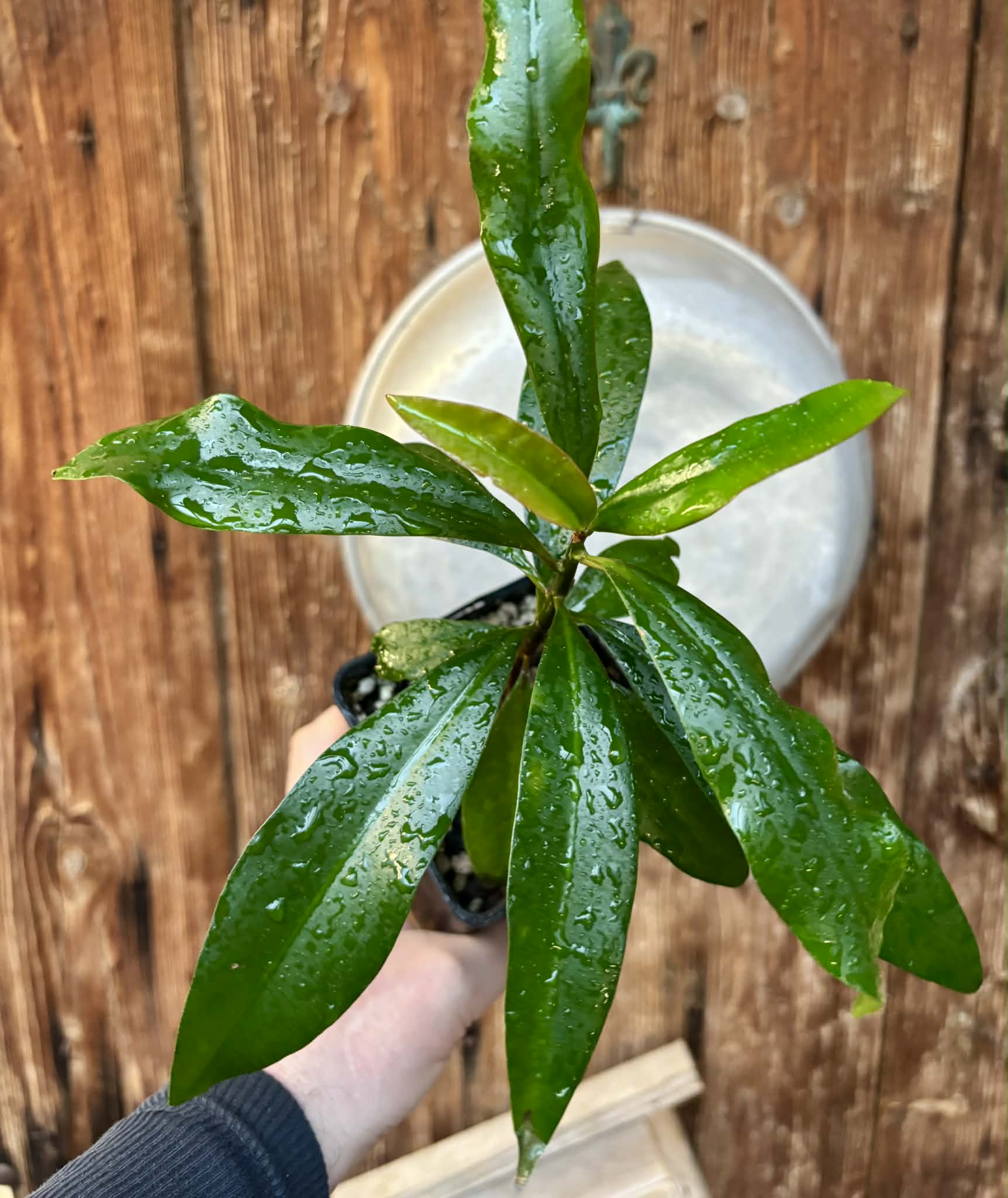 Ardisia elliptica - 1 potted seedling / 1 getopfter Sämling