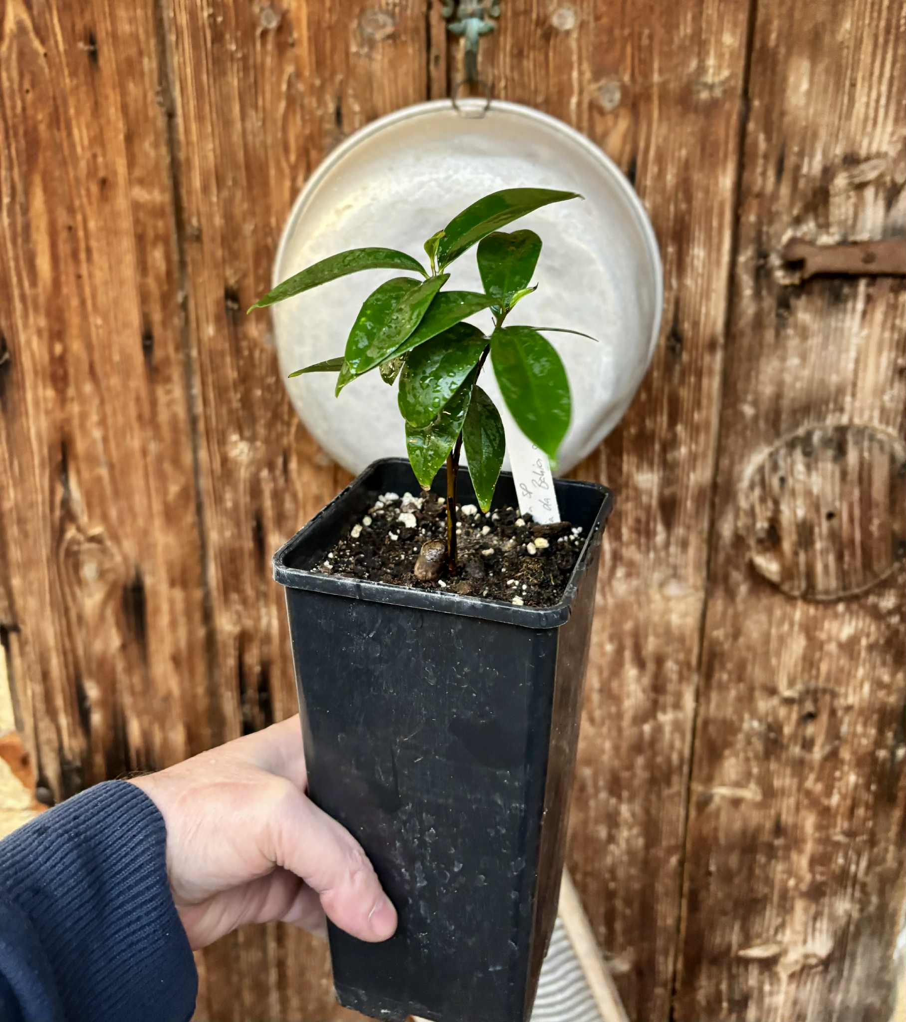 Eugenia sp Cereja Grande da Bahia - 1 potted plant / 1 getopfte Pflanze