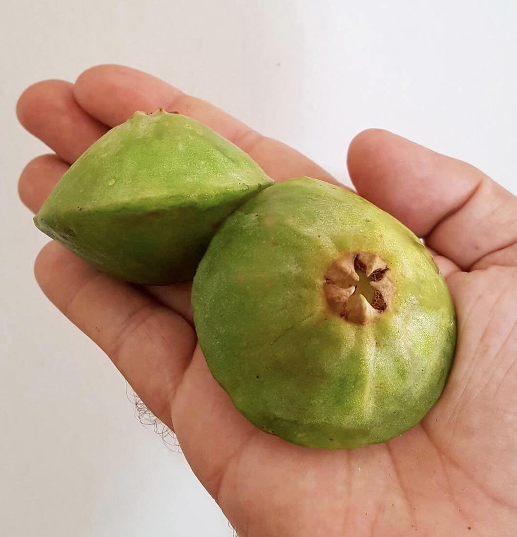 Campomanesia phaea - Flying Saucer Fruit - Cambuci  - 1  potted plant / 1 getopfte Pflanze