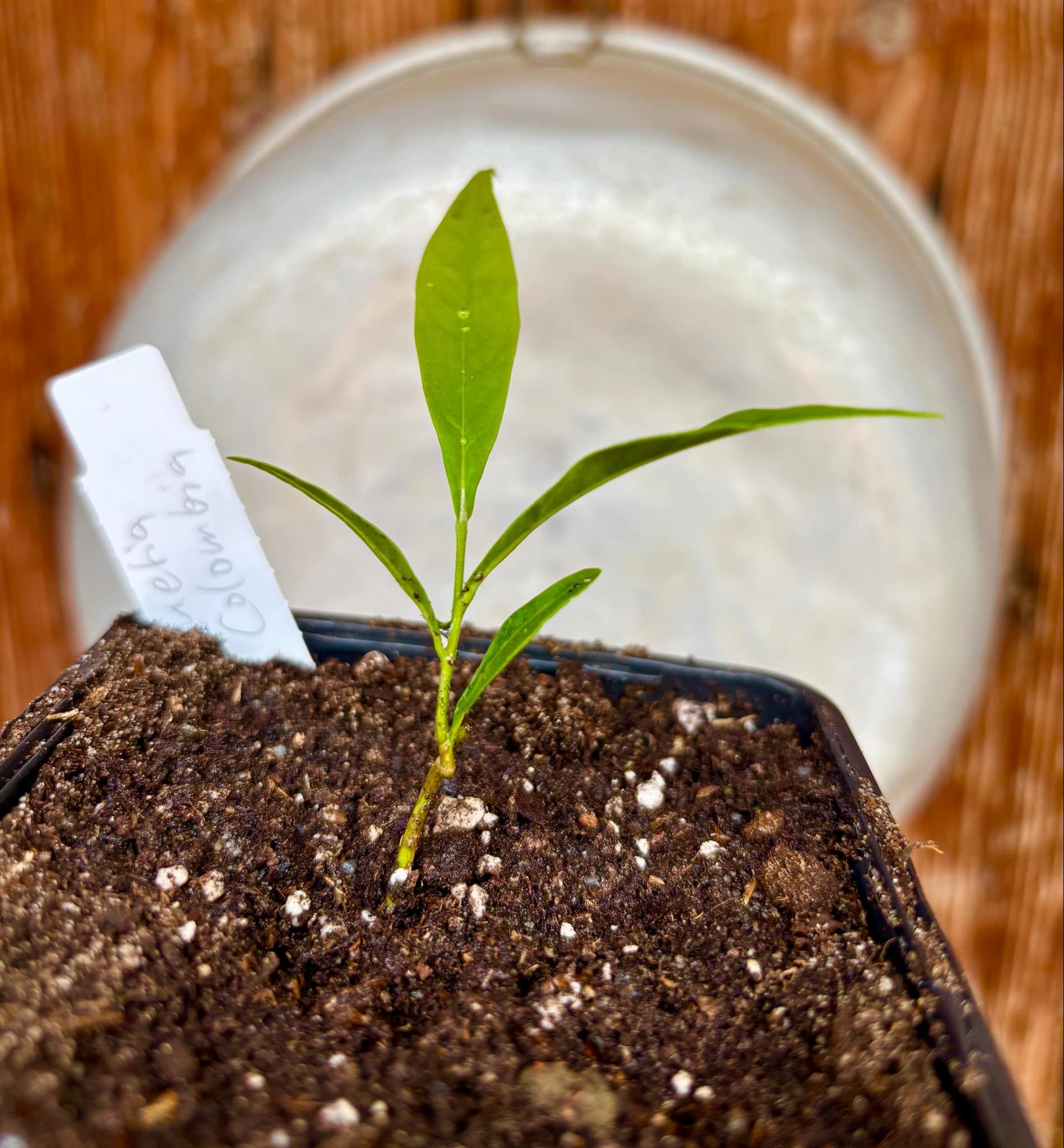 Duguetia sp Colombia  - 1 potted seedling / 1 getopfter Sämling