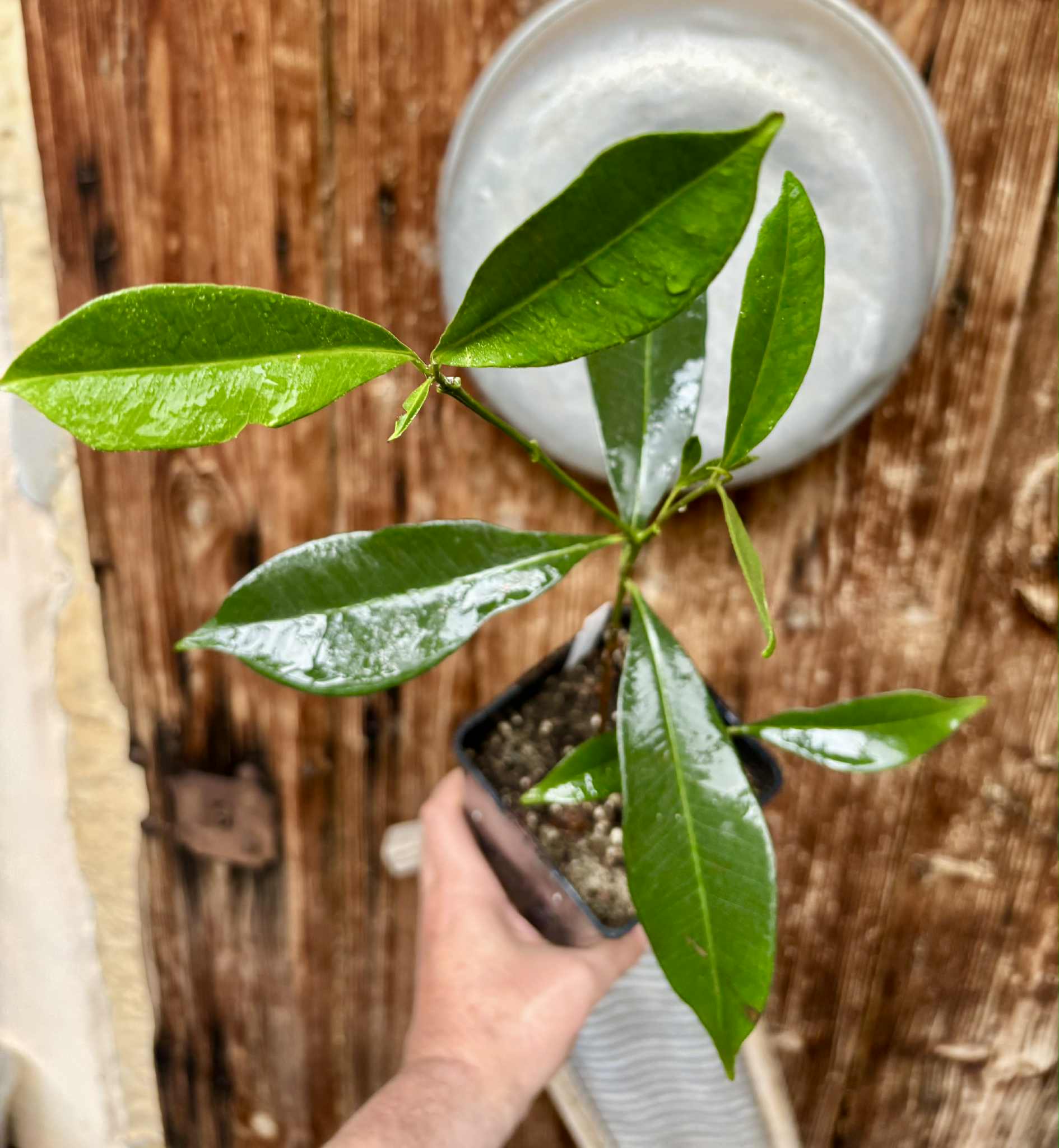 Syzygium cumini - 1 potted plant / 1 getopfte Pflanze