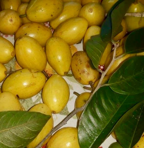 Pouteria sp Rondonia - 1 fresh seed / 1 frischer Samen