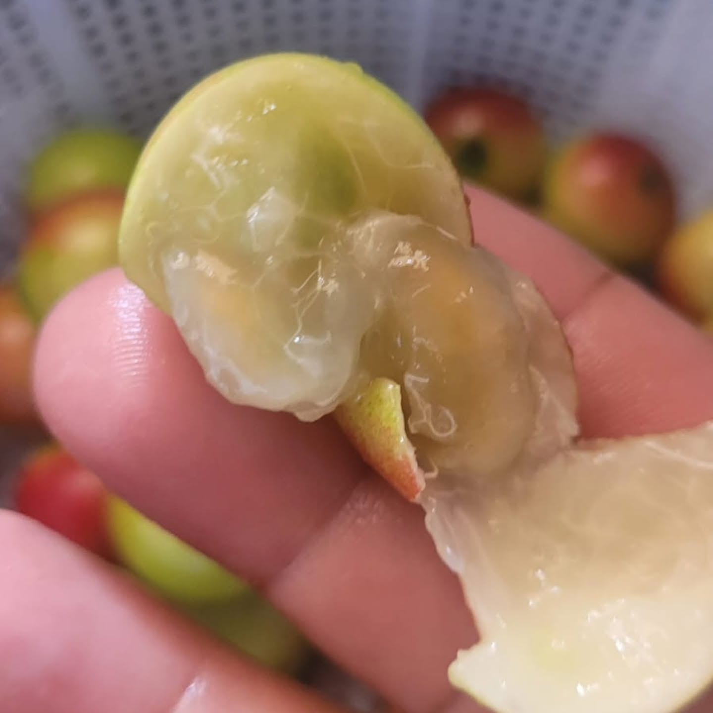 Pre Order - Camu Camu (Myrciaria dubia)  - 1 fresh seed / 1 frischer Samen