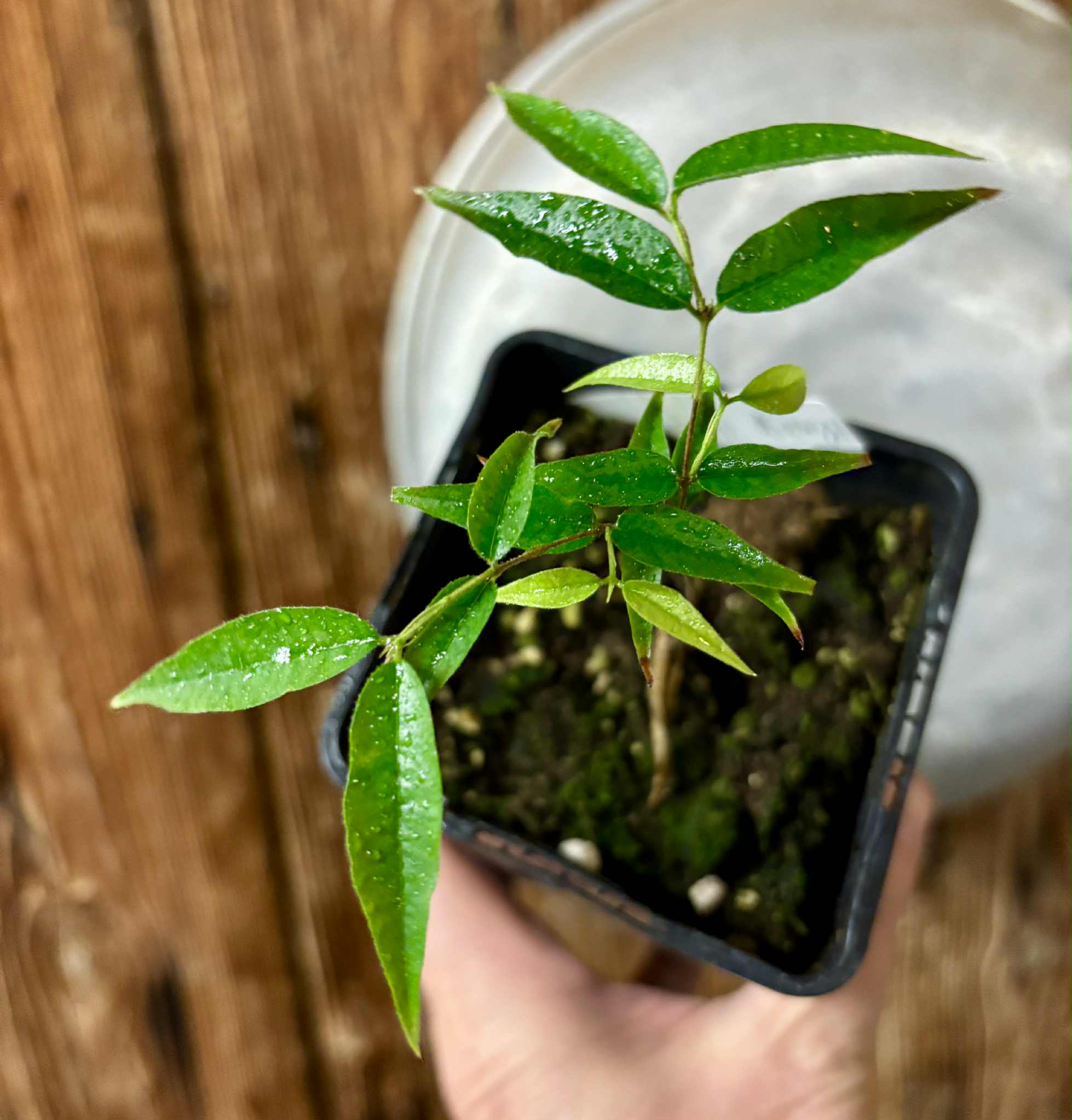 Plinia sp Ibirapitanga -  1 fresh potted seedling / 1 frisch getopfter Sämling