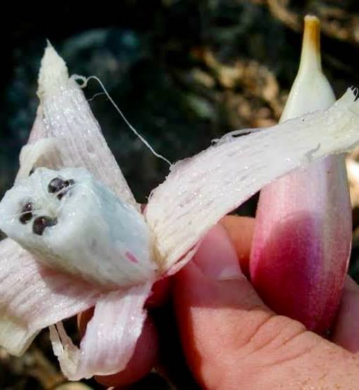 Pinuela purpura (Bromelia karatas) - purple variety  -  3 fresh seeds / 3 frische Samen