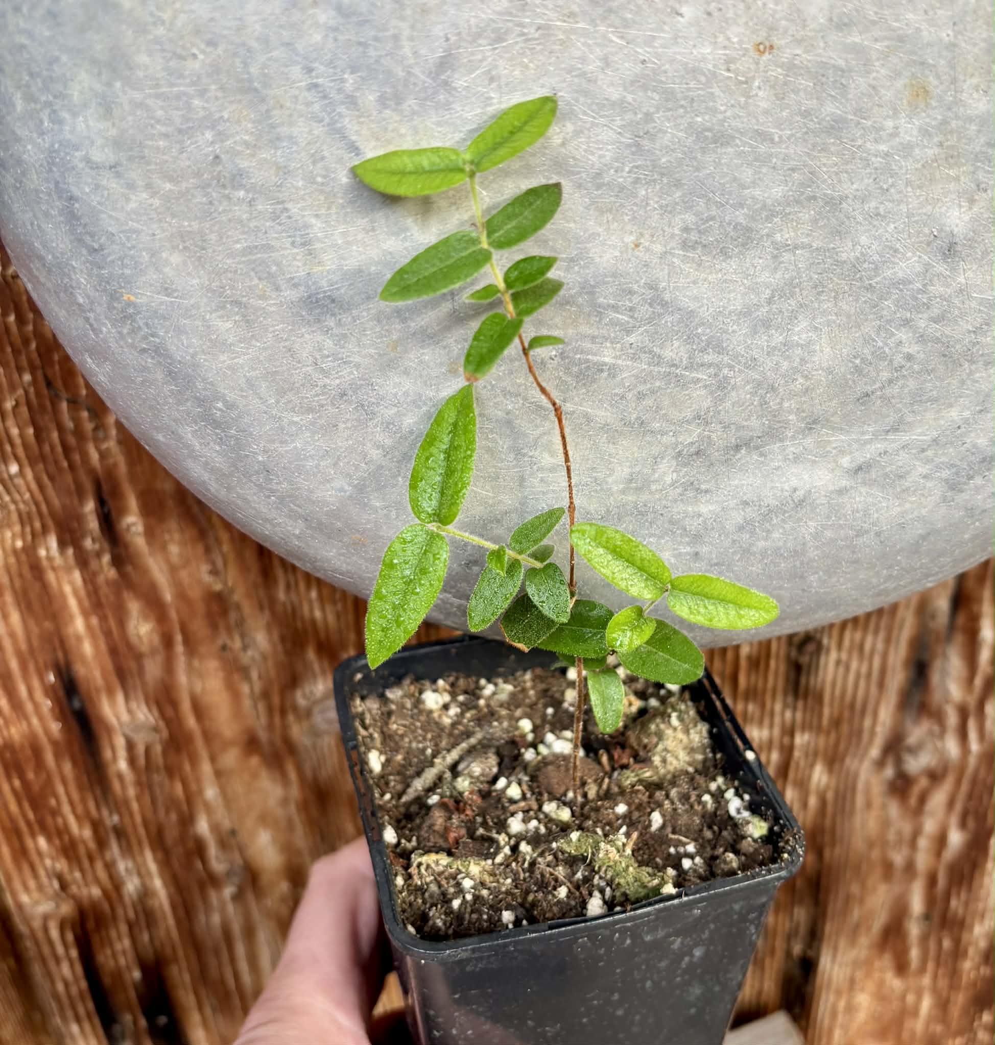 Myrciaria caerulescens (Roxa - Blue Guaquiea) - 1 potted seedling / 1 getopfter Sämling