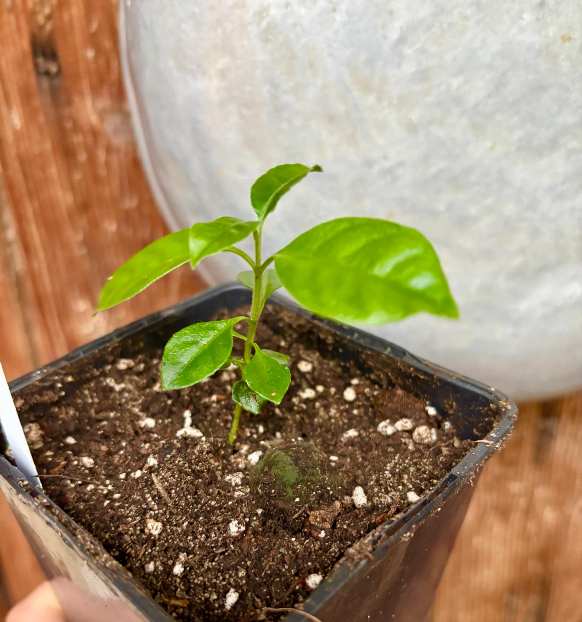 Psidium sp Cassio - 1 small potted seedling / 1 kleiner, getopfter Sämling Psidium sp Cassio - 1 small potted seedling / 1 kleiner, getopfter Sämling