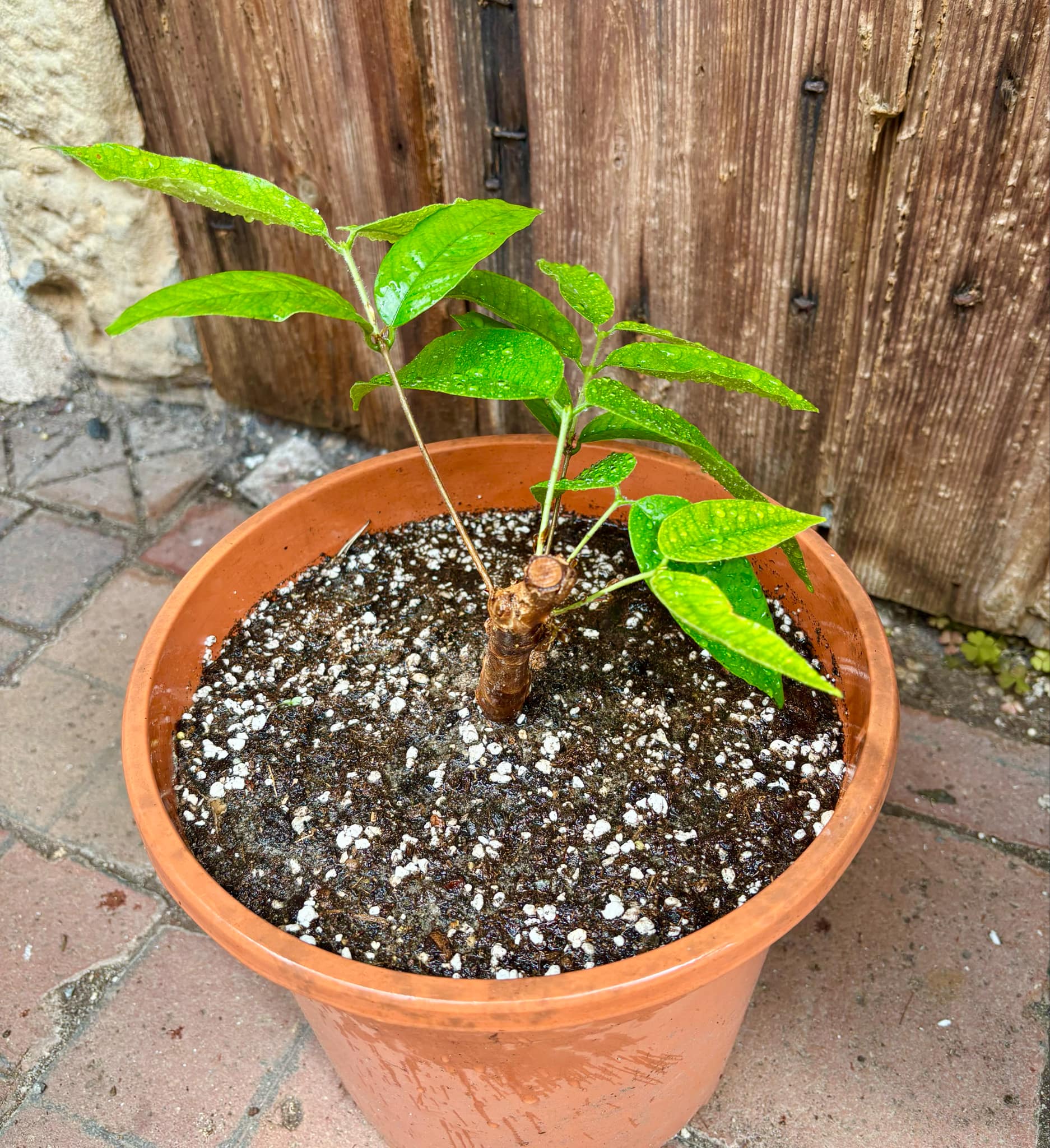 Cambuca (Plinia edulis) - 1 potted plant / 1 getopfte Pflanze Cambuca (Plinia edulis) - 1 potted plant / 1 getopfte Pflanze