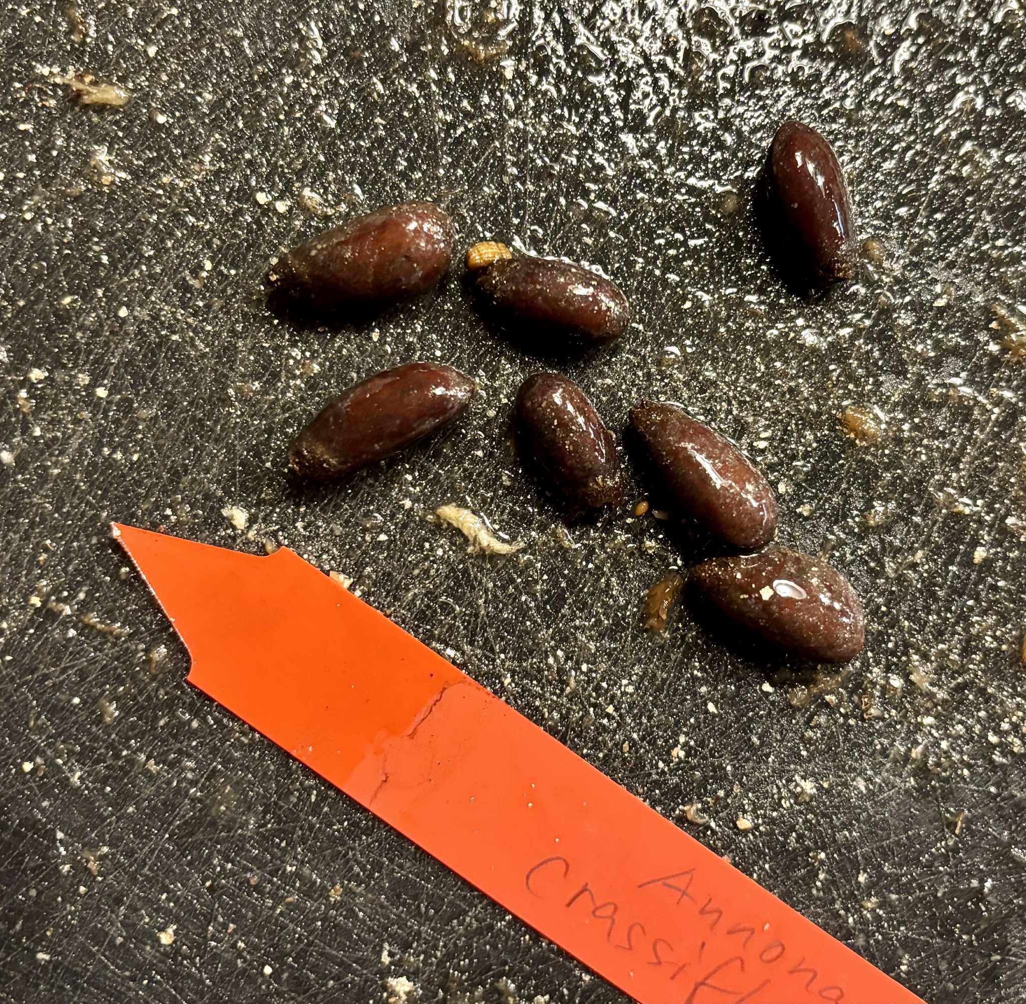 Annona crassiflora - Marolo - 1 fresh seed / 1 frischer Samen