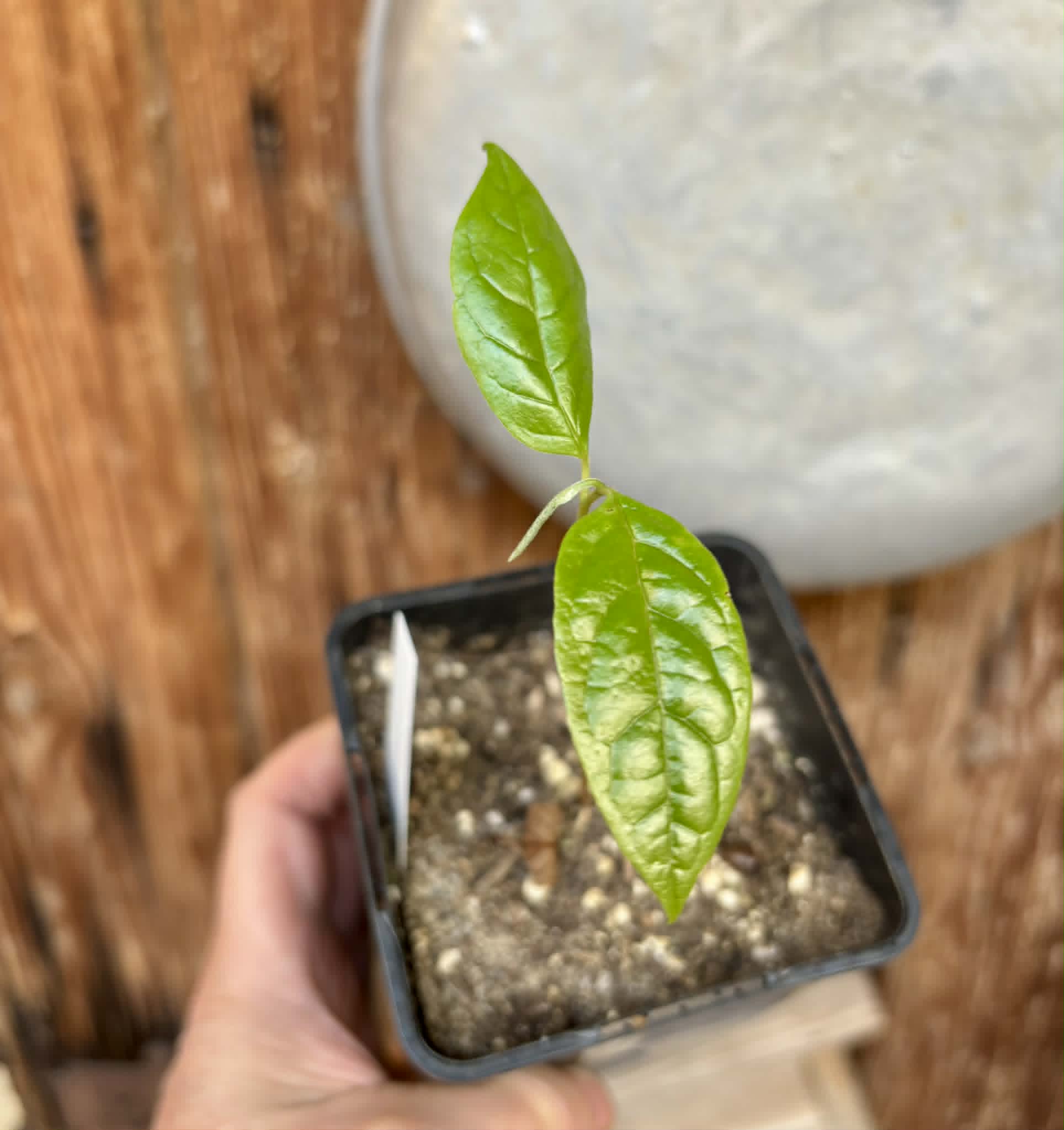 Annona reticulata var Ruby Heart- 1 potted seedling / 1 getopfter Sämling