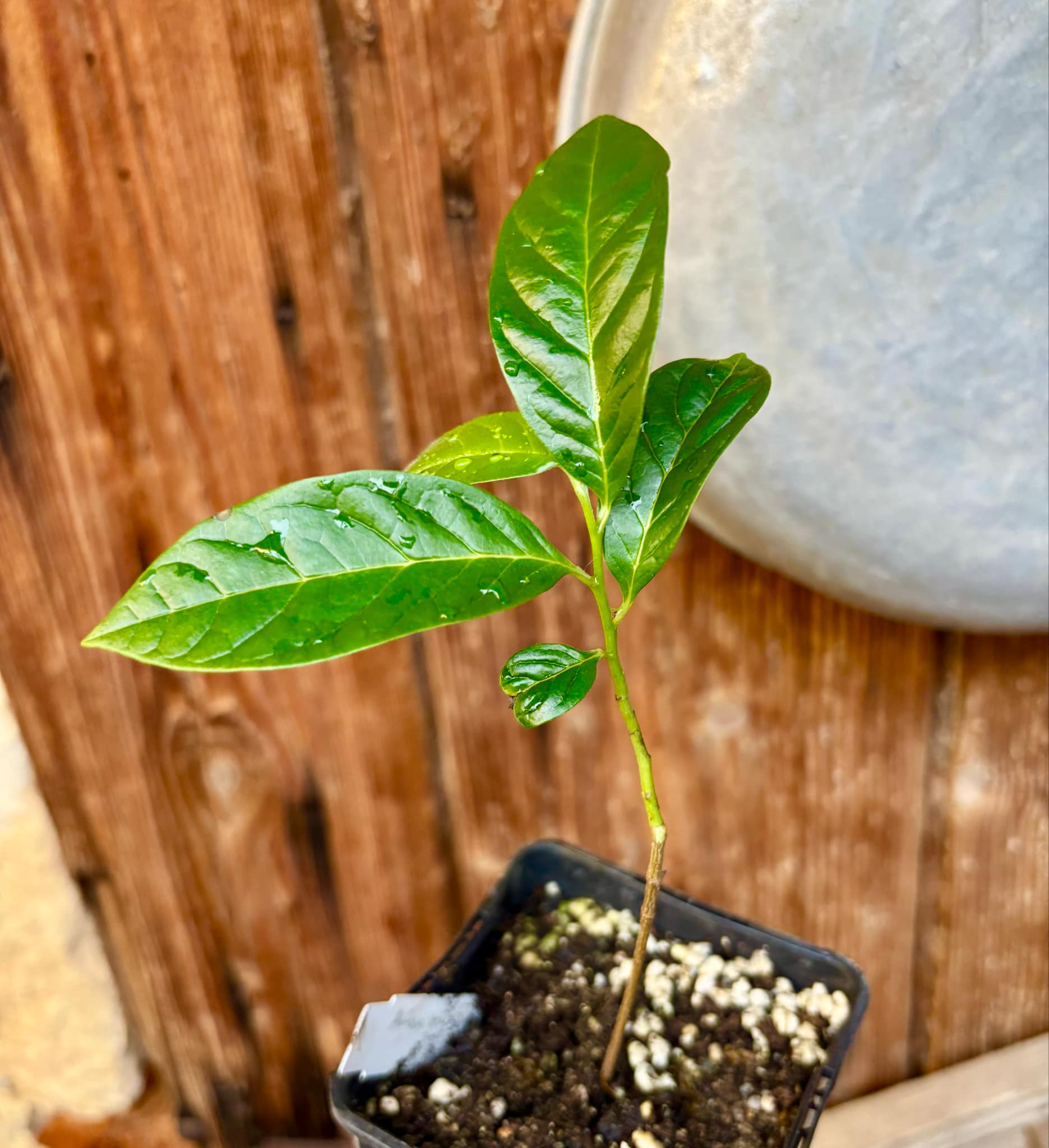 Annona reticulata big pink-red variety - 1 potted plant / 1 getopfte Pflanze