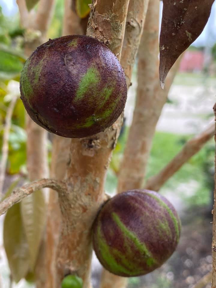 Plinia phitrantha var. UNESP  - 1 rooted, potted cutting / 1 bewurzelter, getopfter Steckling