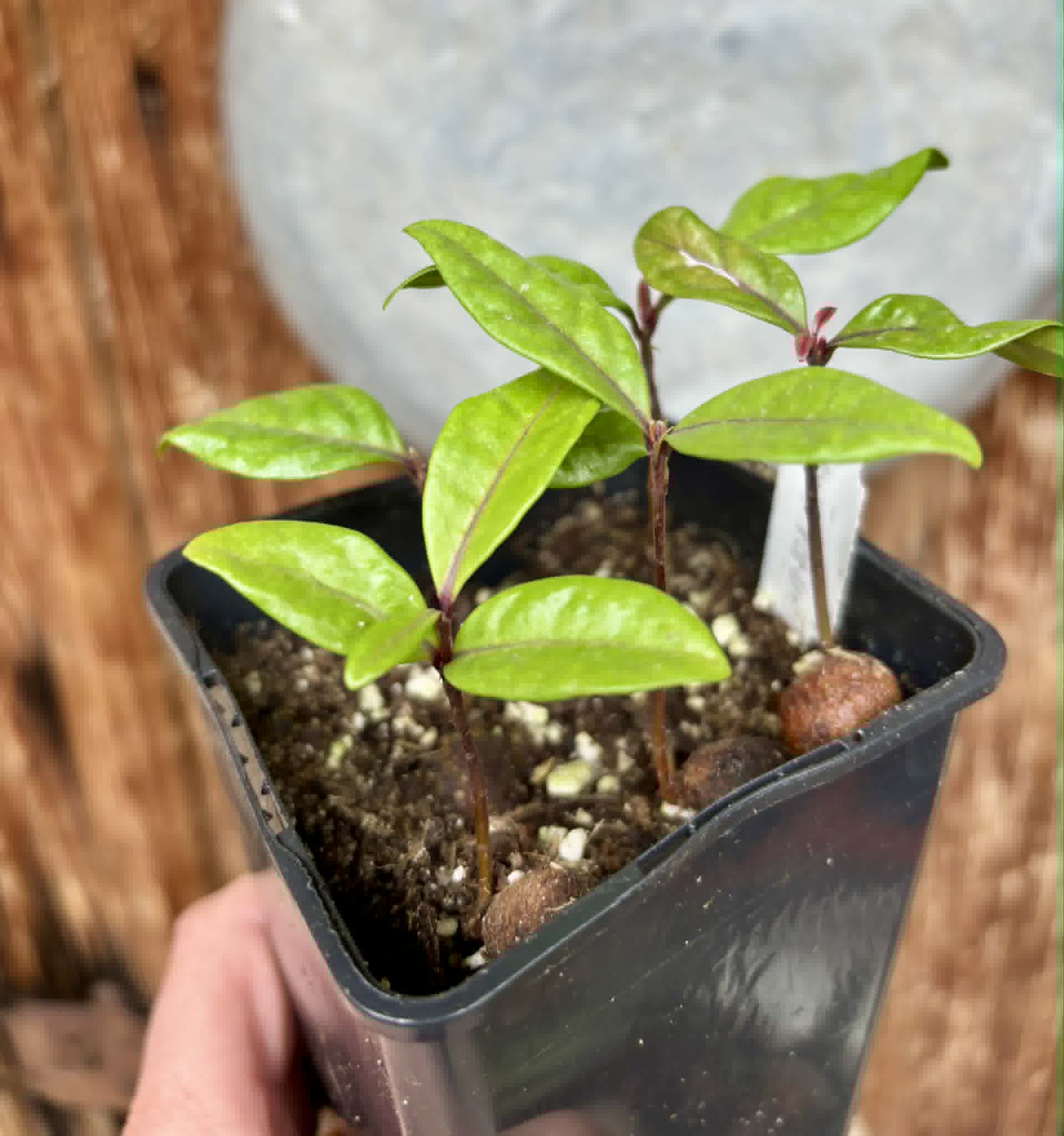 5 in 1 pot - Eugenia rotundifolia var. Maruim - 5 seedlings in one pot / 5 Sämlinge in einem Topf Kopie