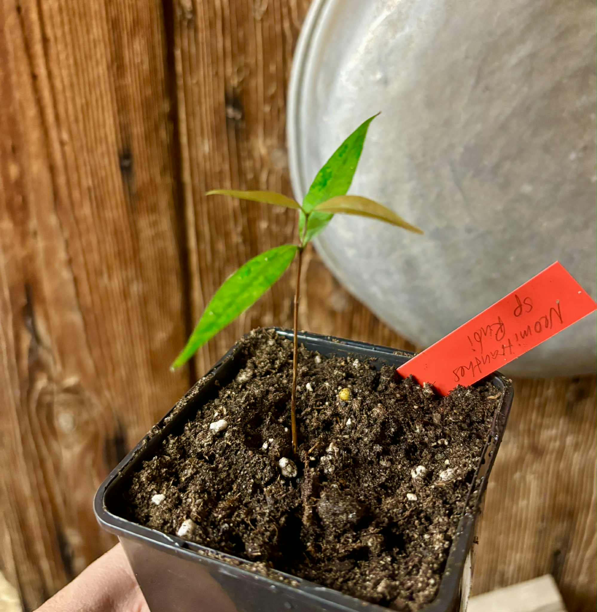 Neomitranthes sp Rubi - 1 potted seedling / 1 getopfter Sämling