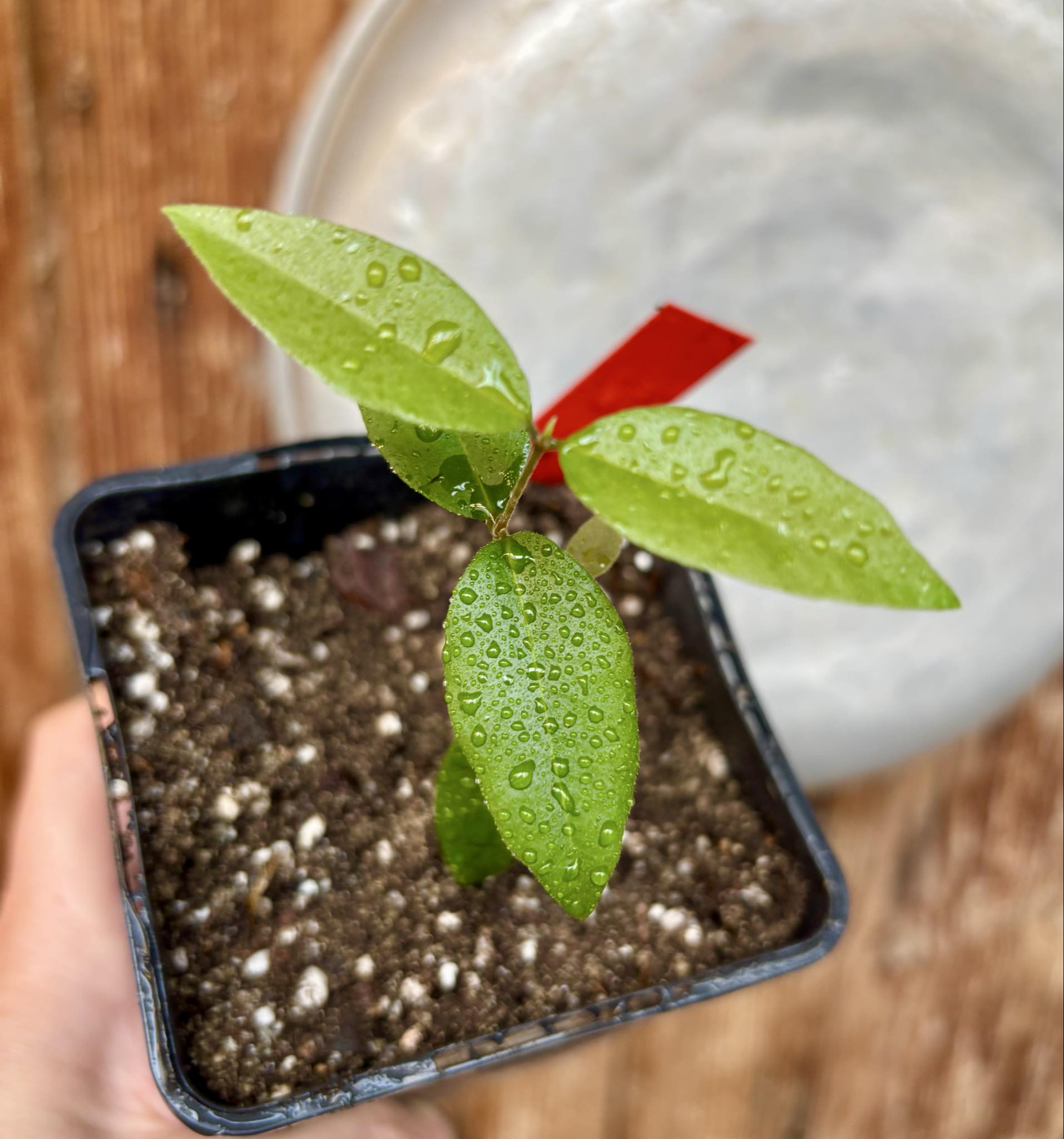 Uvaia do Visconde (Eugenia beaurepairiana) - potted seedling / 1 getopfter Sämling