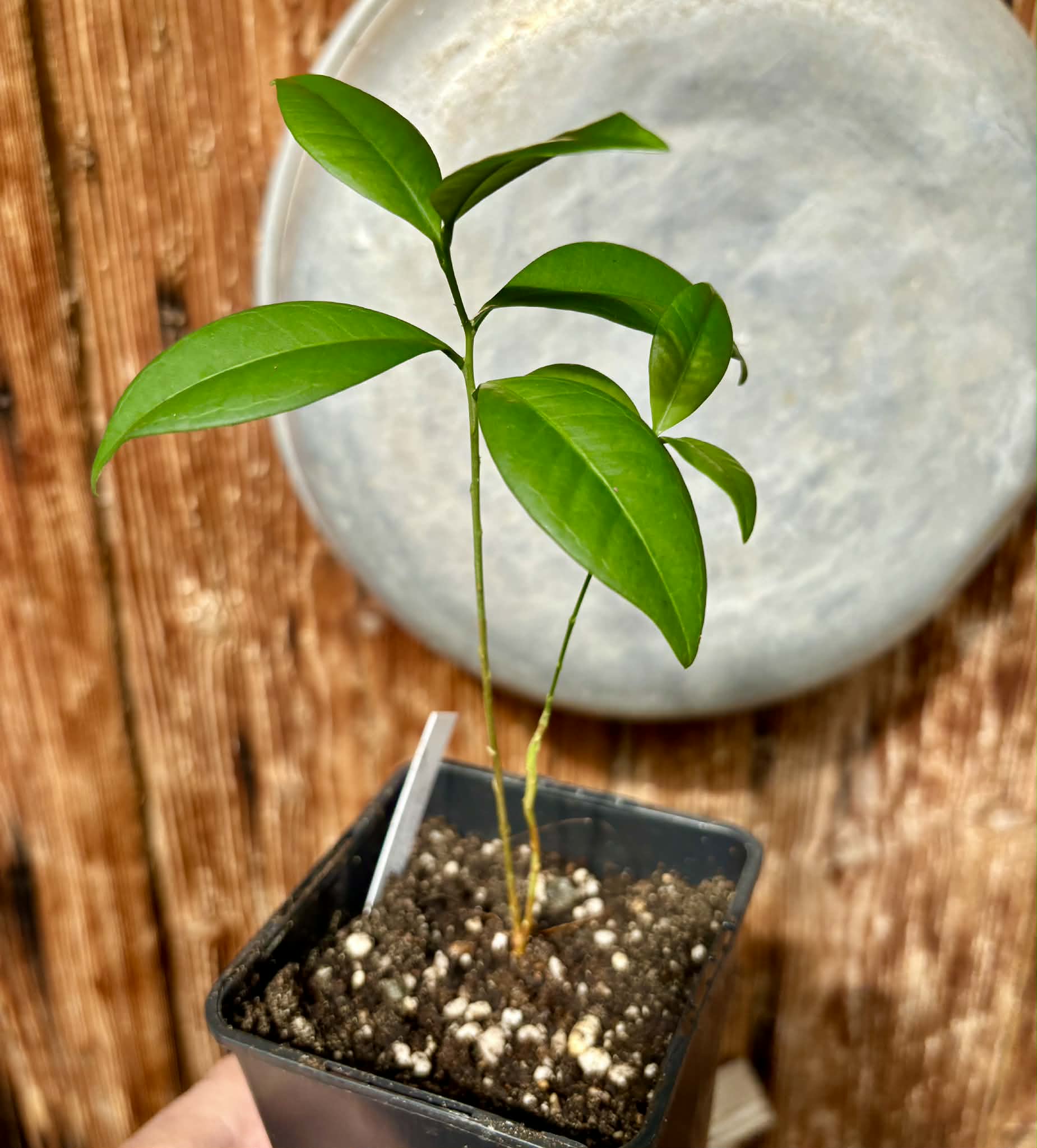 Eugenia sp Itayuba - 1 potted plant / 1 getopfte Pflanze