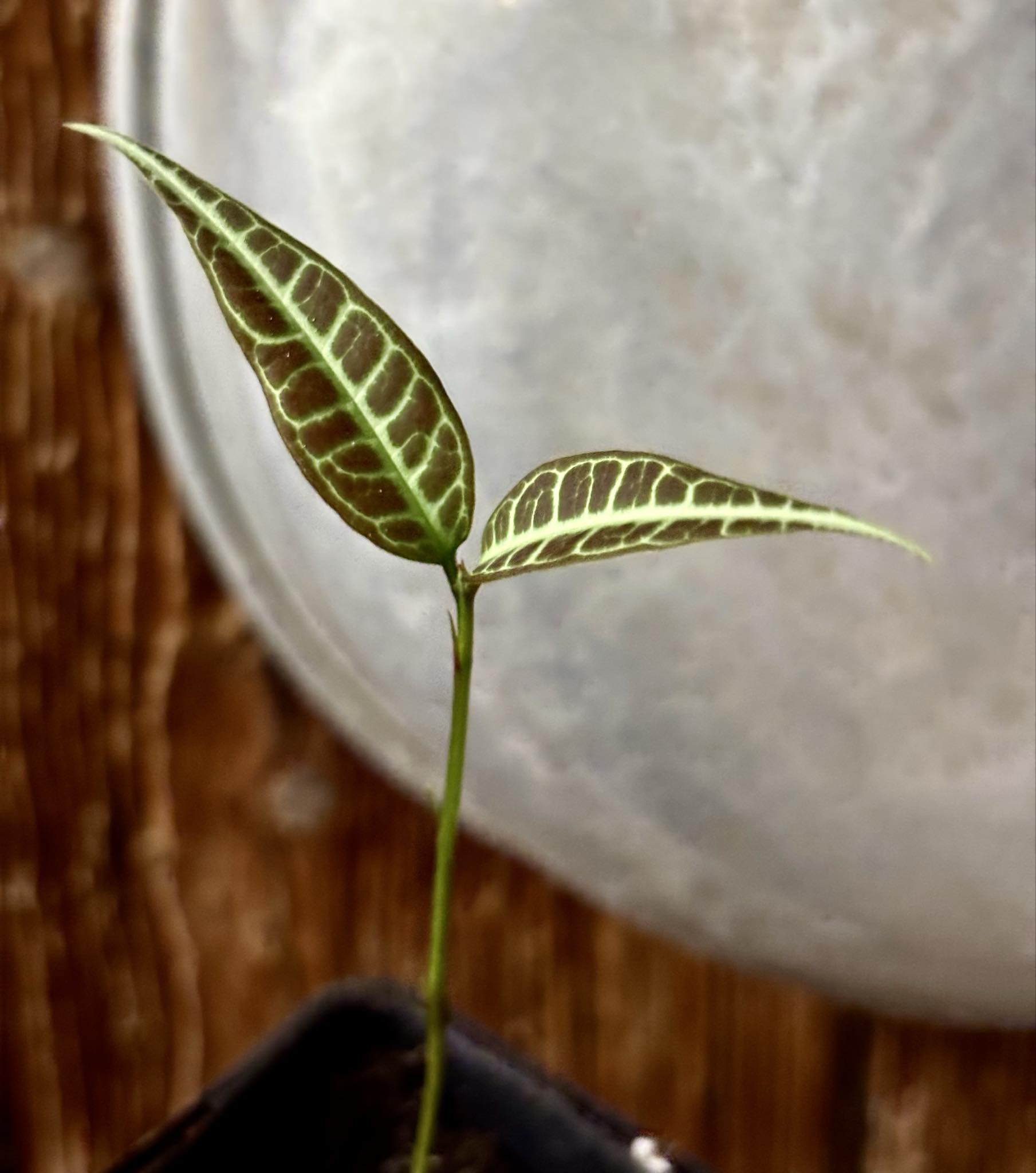 Eugenia sp Labisia -  1 potted seedling / 1 getopfter Sämling