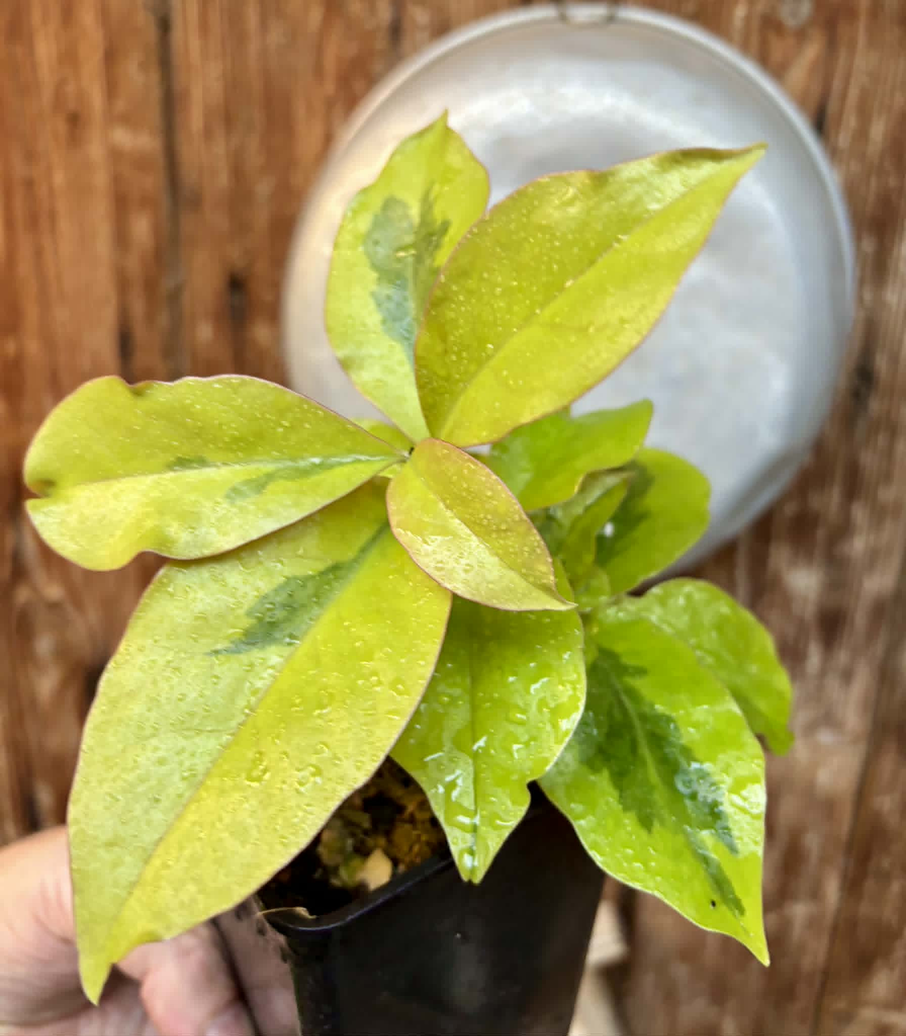 variegated Pereskia aculeata - Barbados Gooseberry - 1 potted plant / 1 getopfte Pflanze