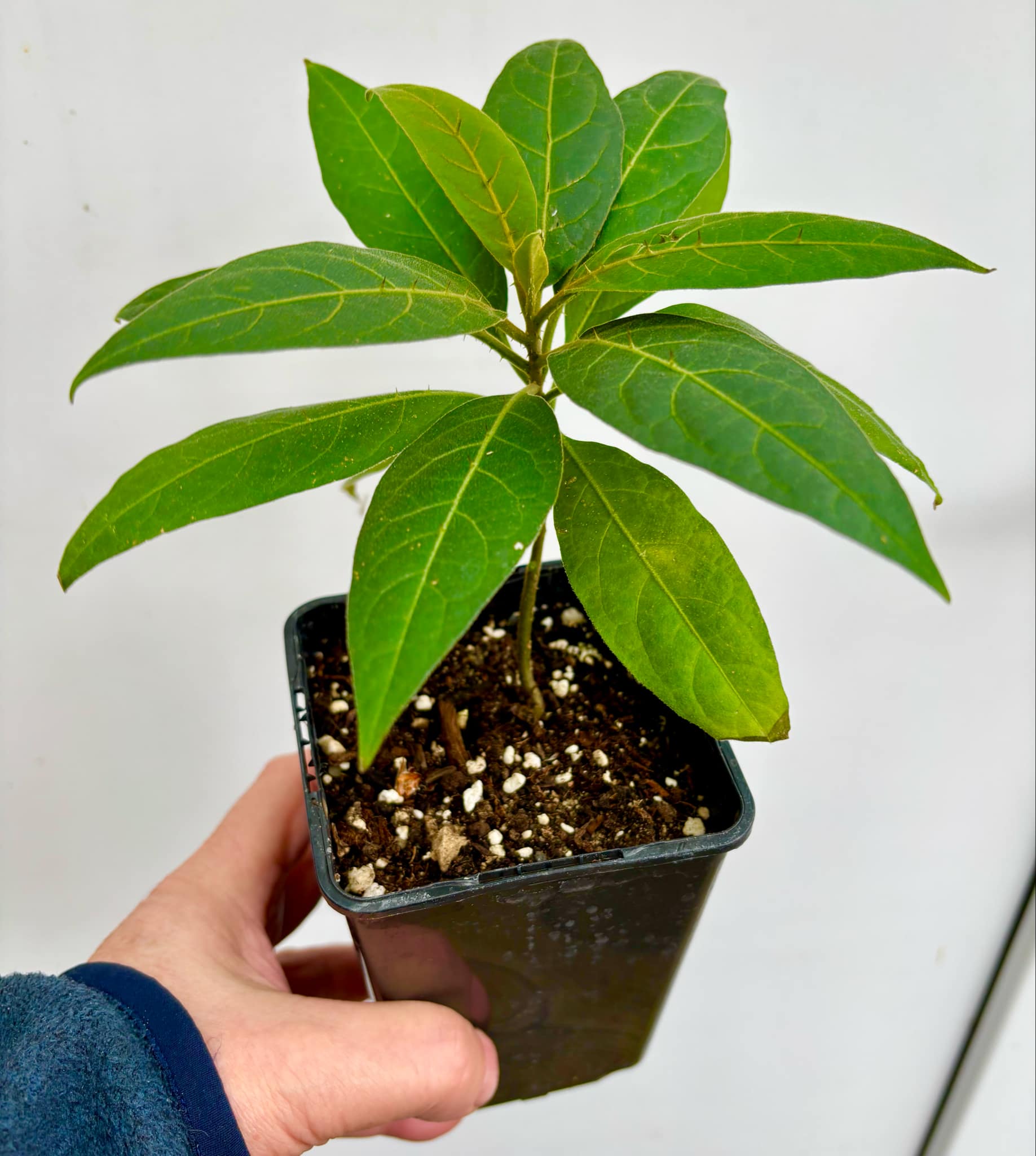 Solanum sp. Mata Escura - 1 potted plant / 1 getopfte Pflanze