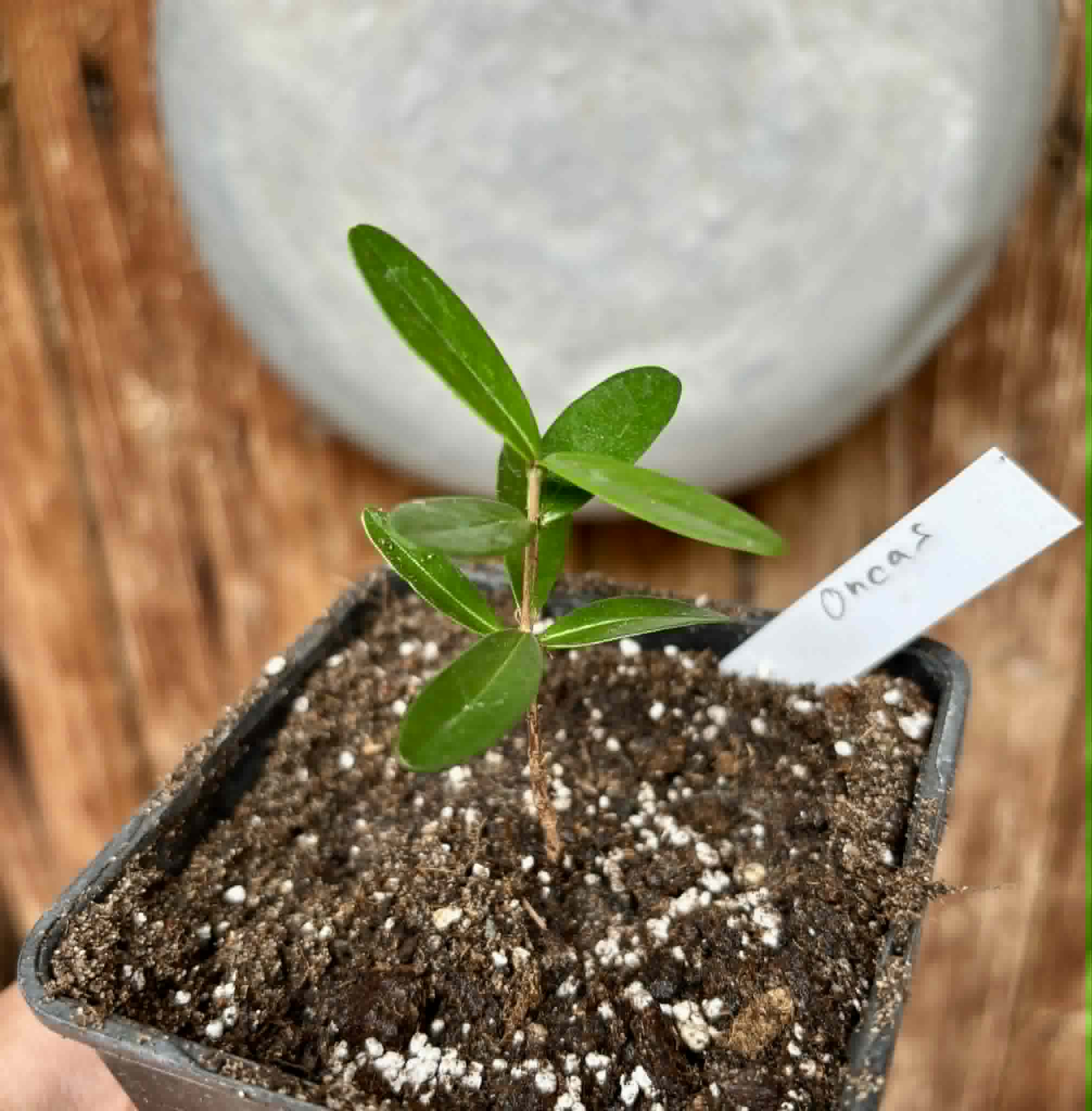 CEREJINHA DE JAGUARIÚNA - Eugenia punicifolia var. Oncas Doce - 1 potted plant / 1 getopfte Pflanze
