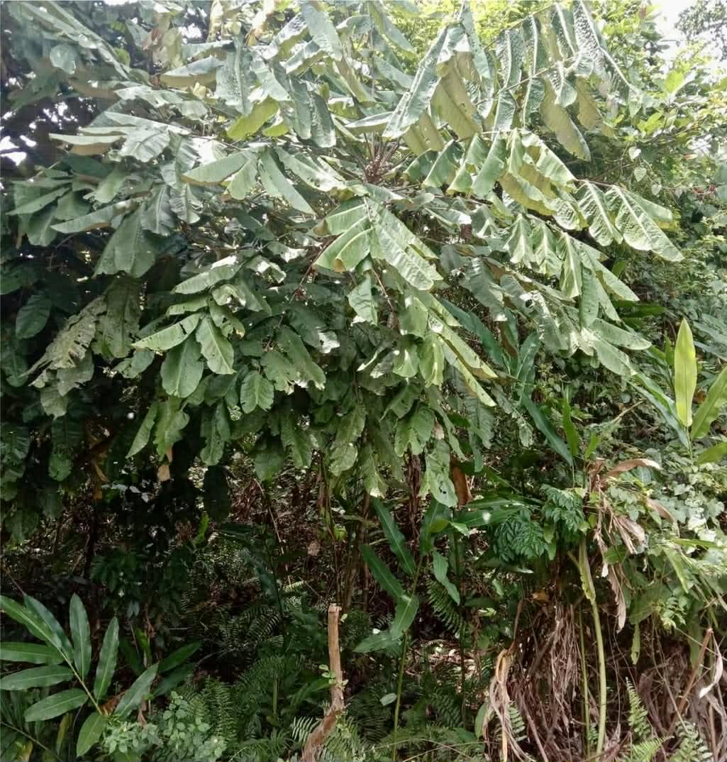 Pre Order - Aglaia sp. Papua - 1 fresh seed / 1 frischer Samen