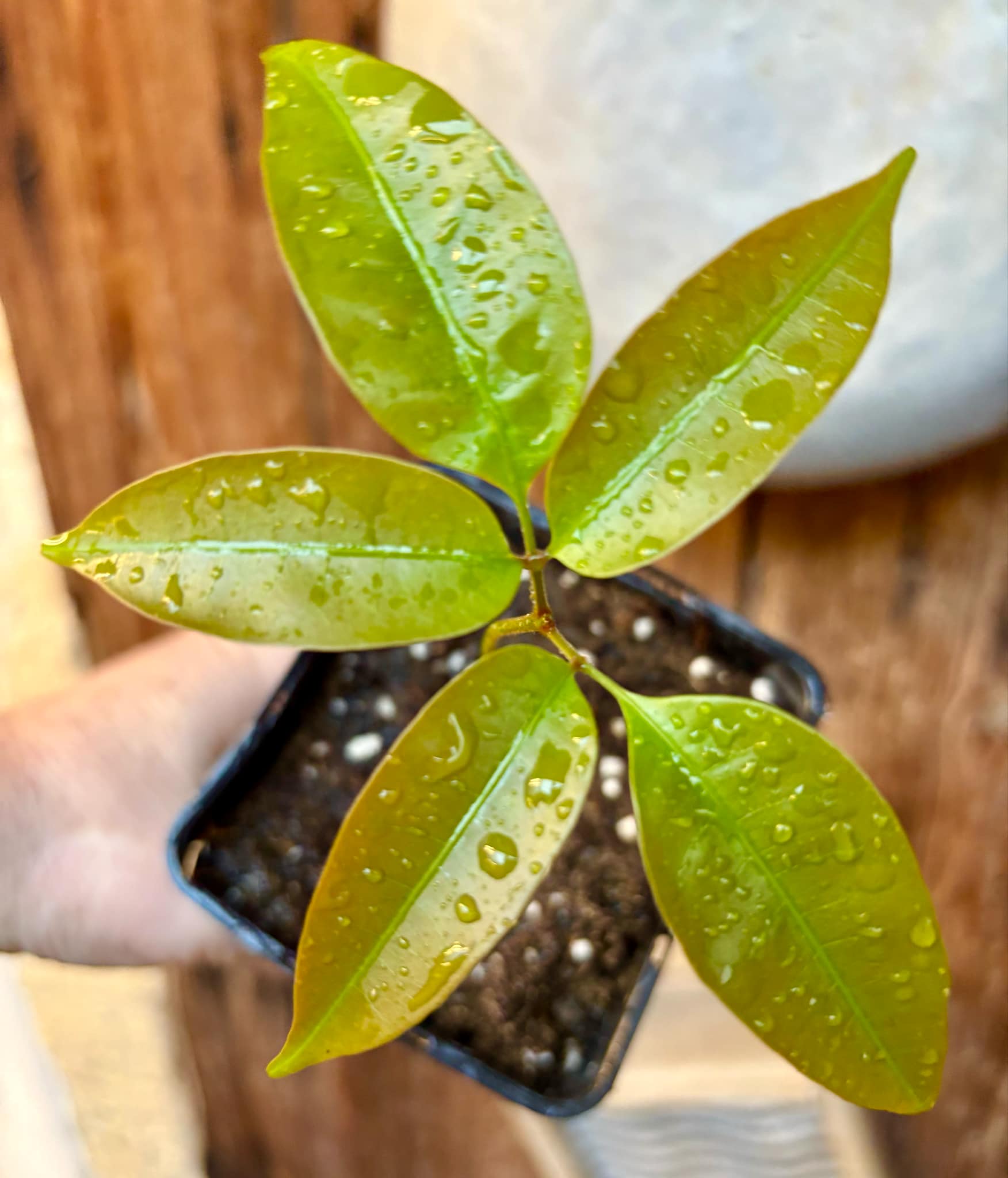 Talisia cerasina - 1 potted seedling / 1 getopfter Sämling