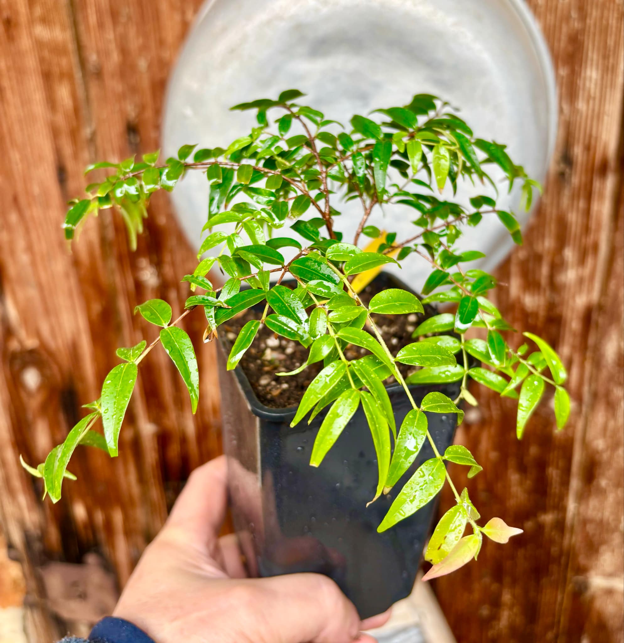 Myrciaria floribunda var. yellow - 1 potted plant / 1 getopfte Pflanze