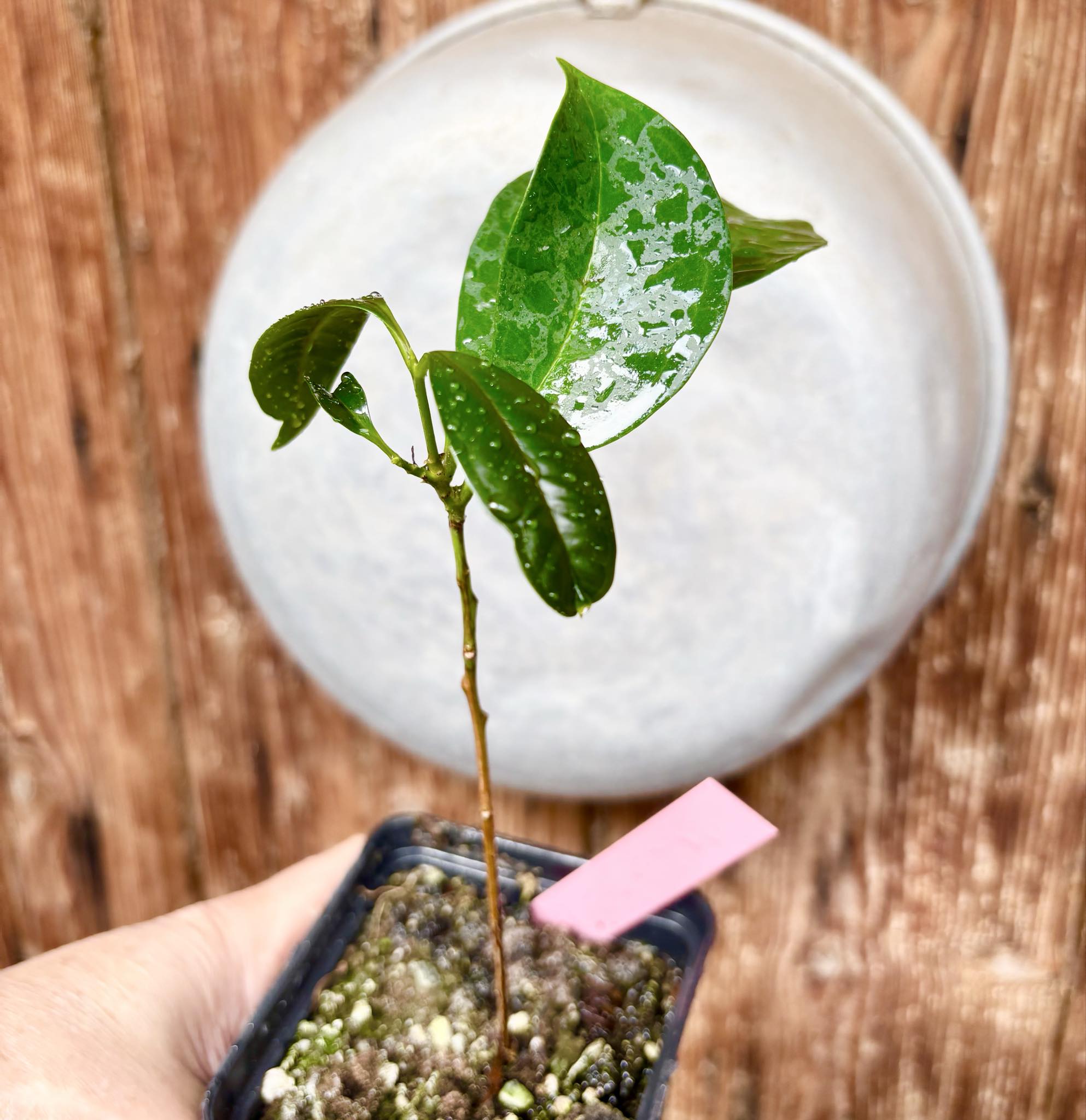 Syzygium sp Khao Luang - 1 potted plant / 1 getopfte Pflanze Syzygium sp Khao Luang - 1 potted plant / 1 getopfte Pflanze